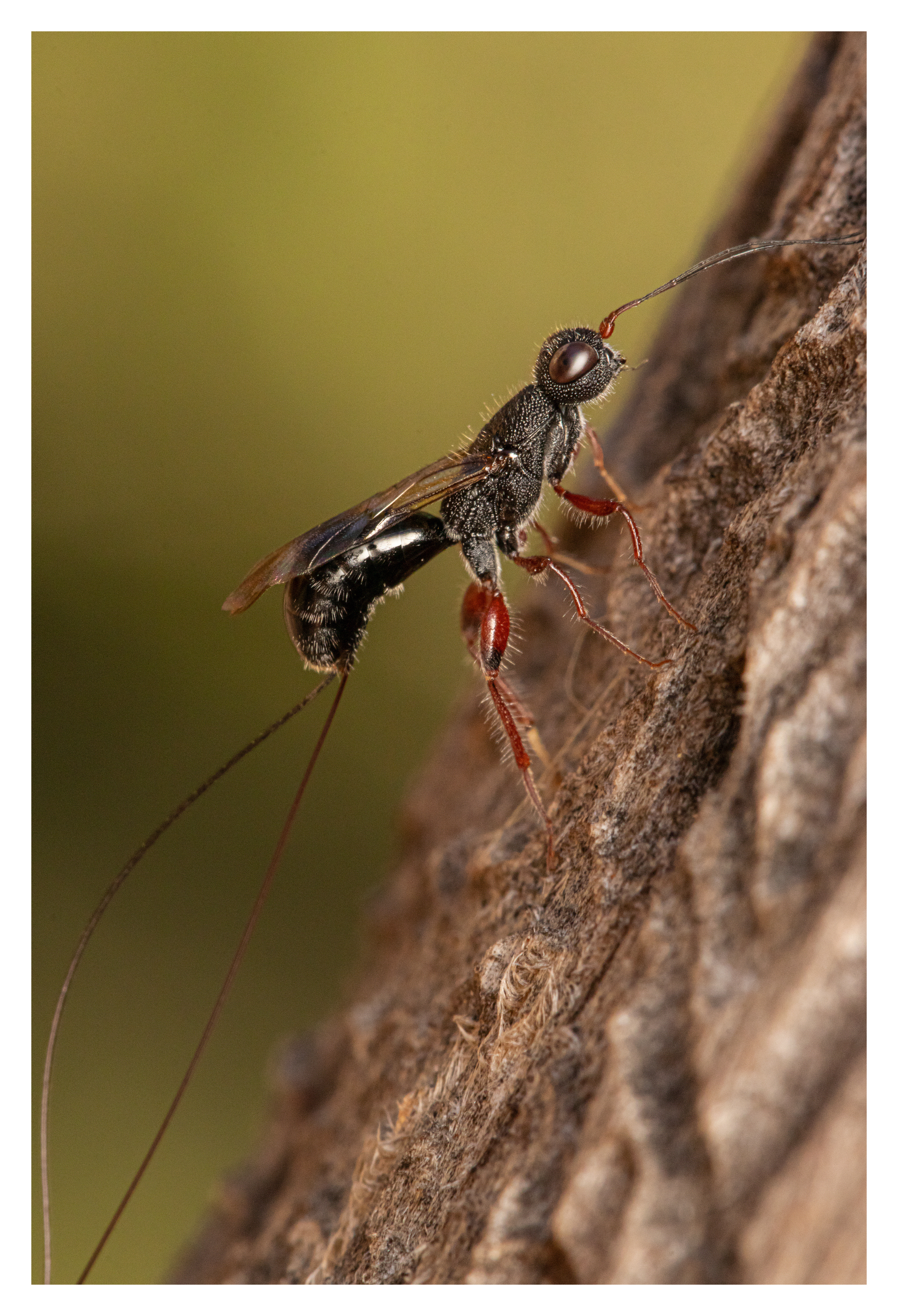 Megalyridae