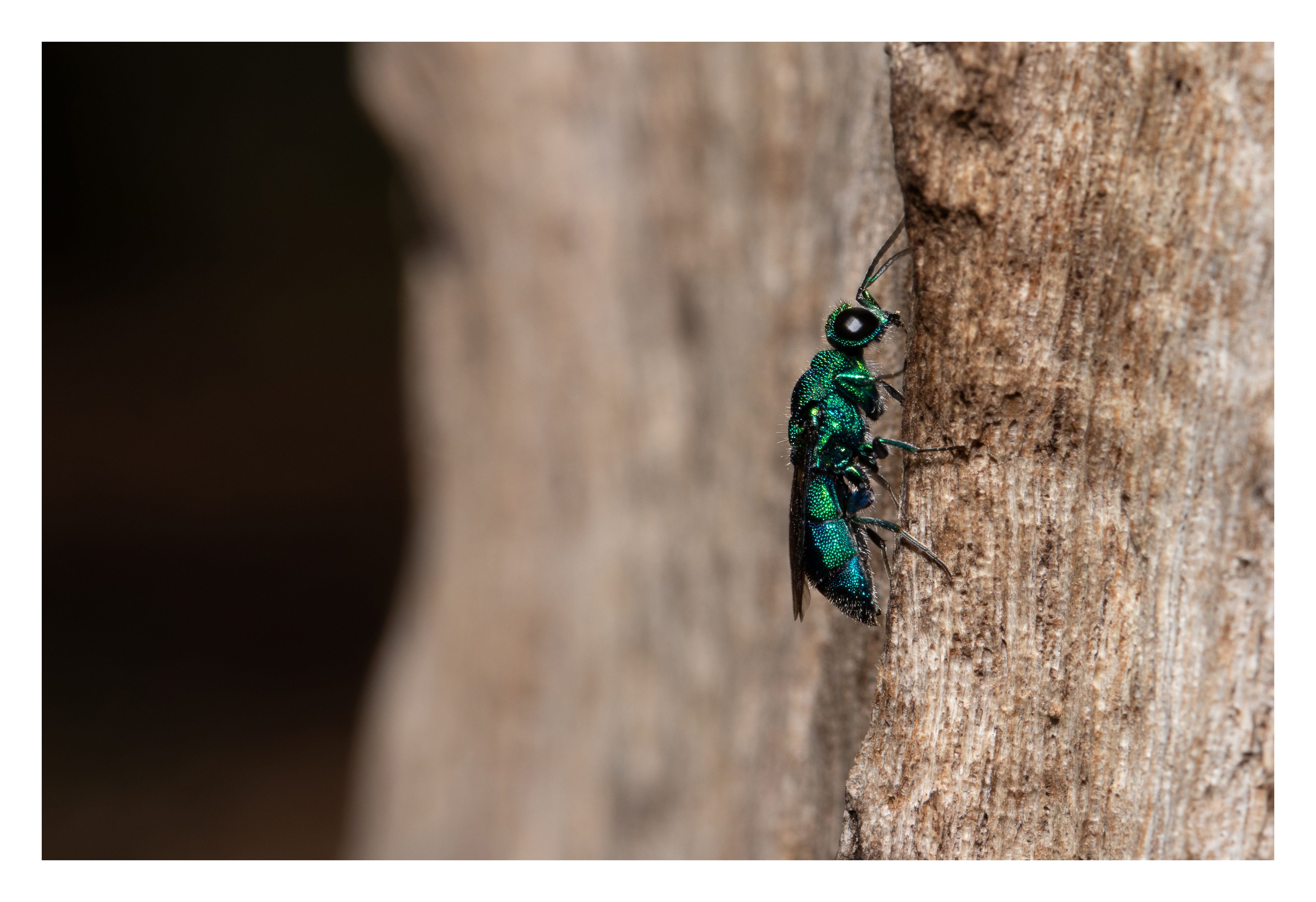 Cuckoo wasp