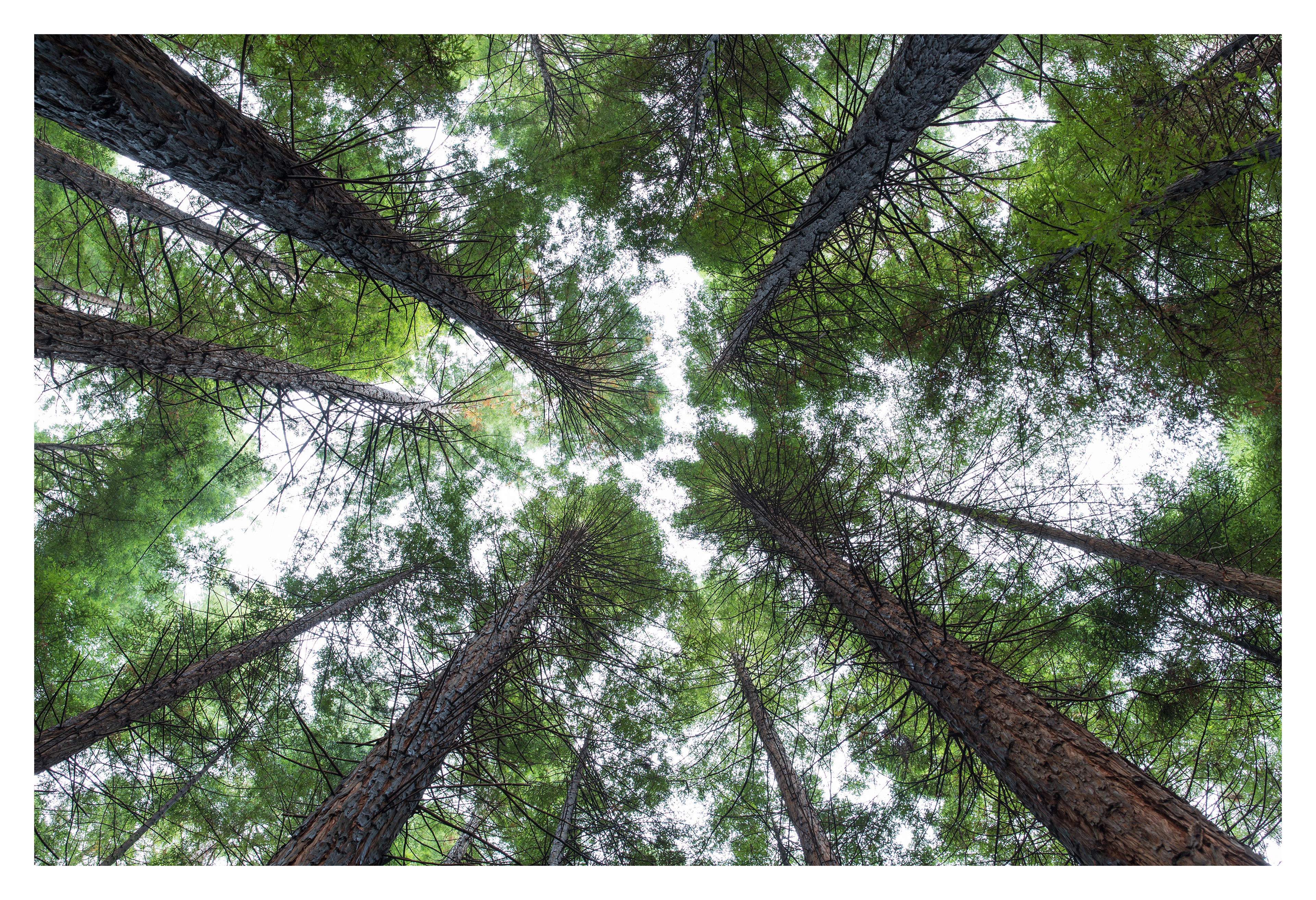 Redwood