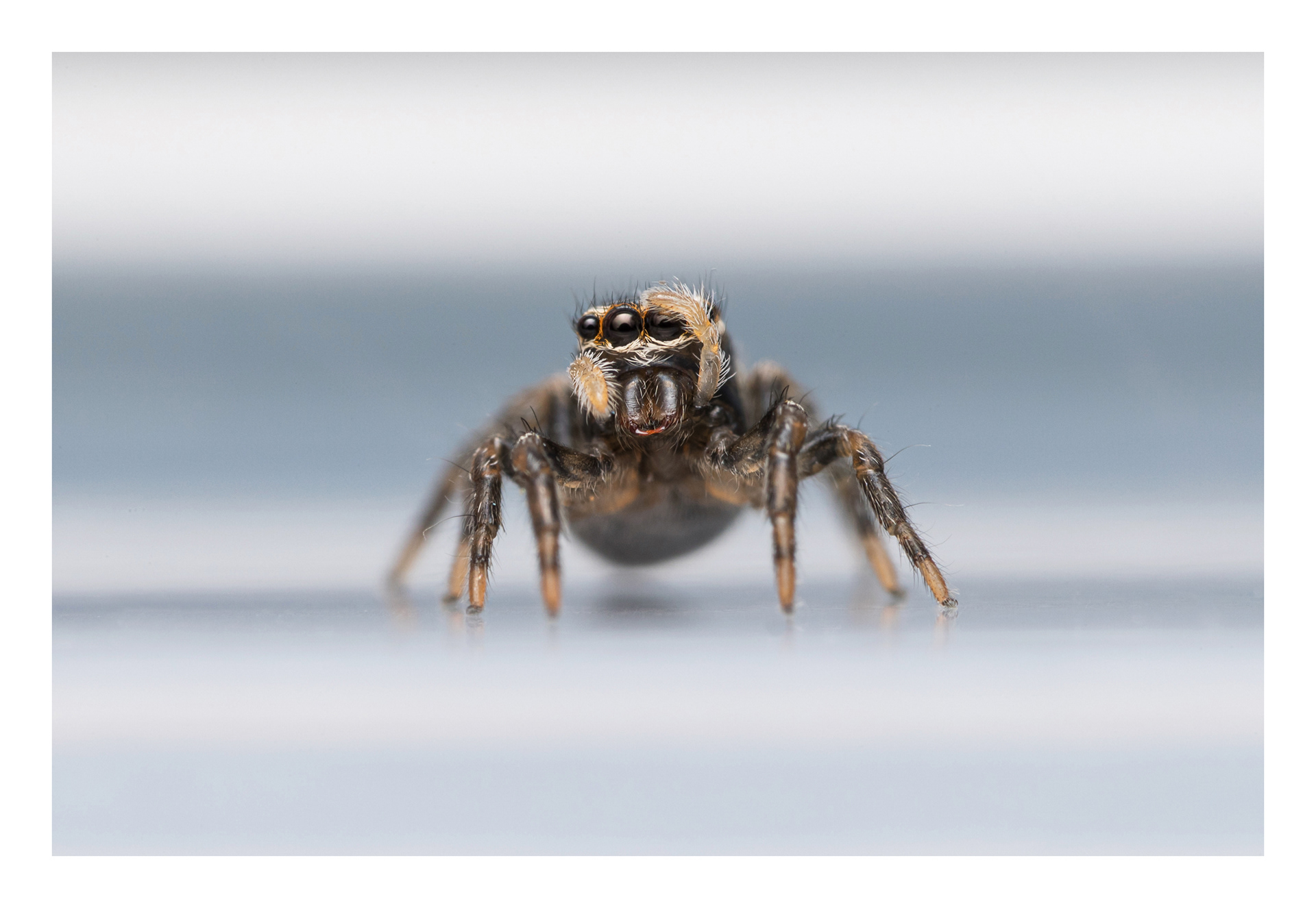 Hypoblemum griseum