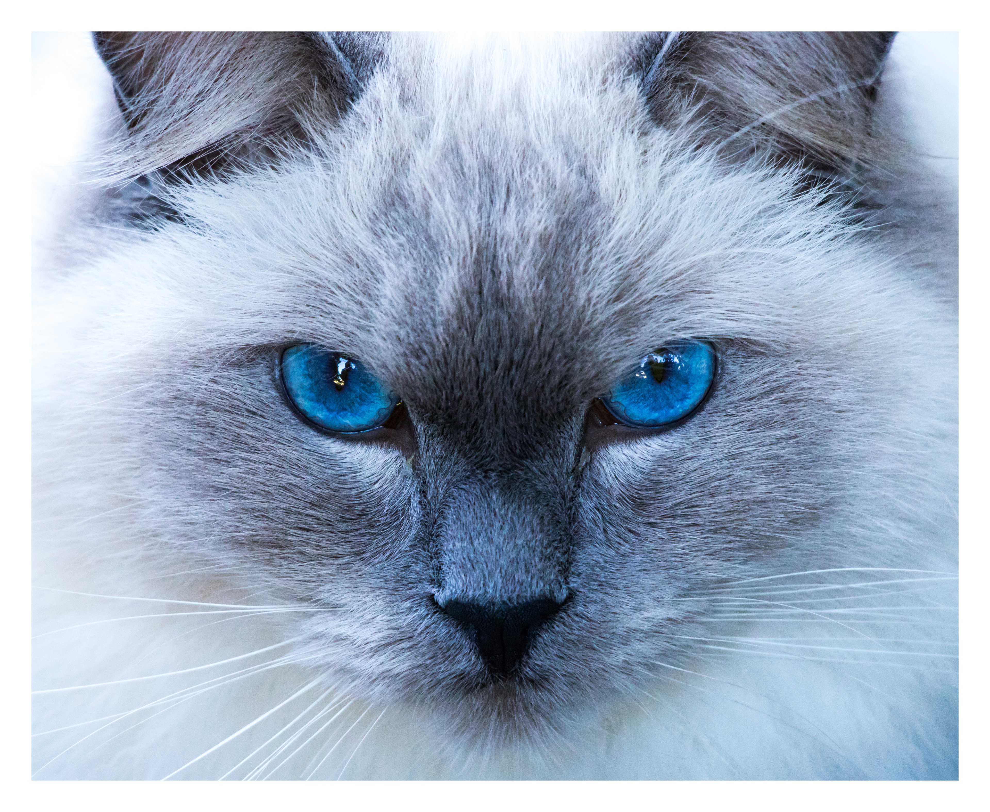 Birman