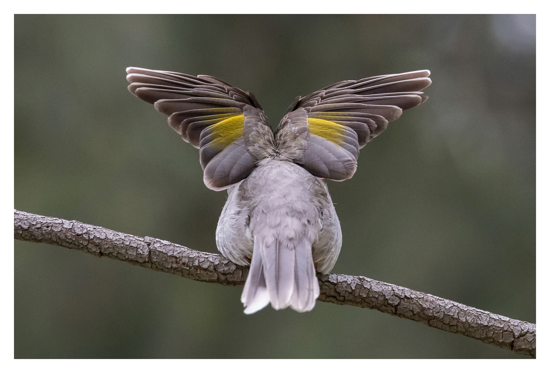 Noisy miner