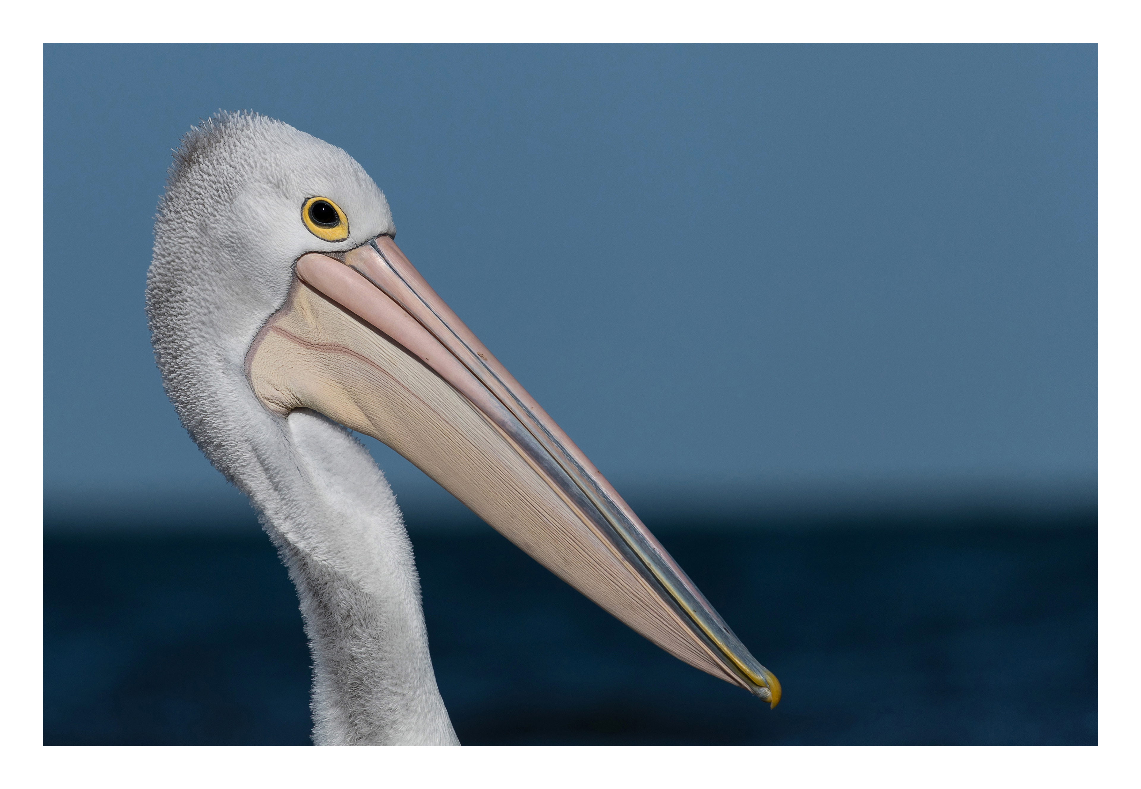 Australian pelican