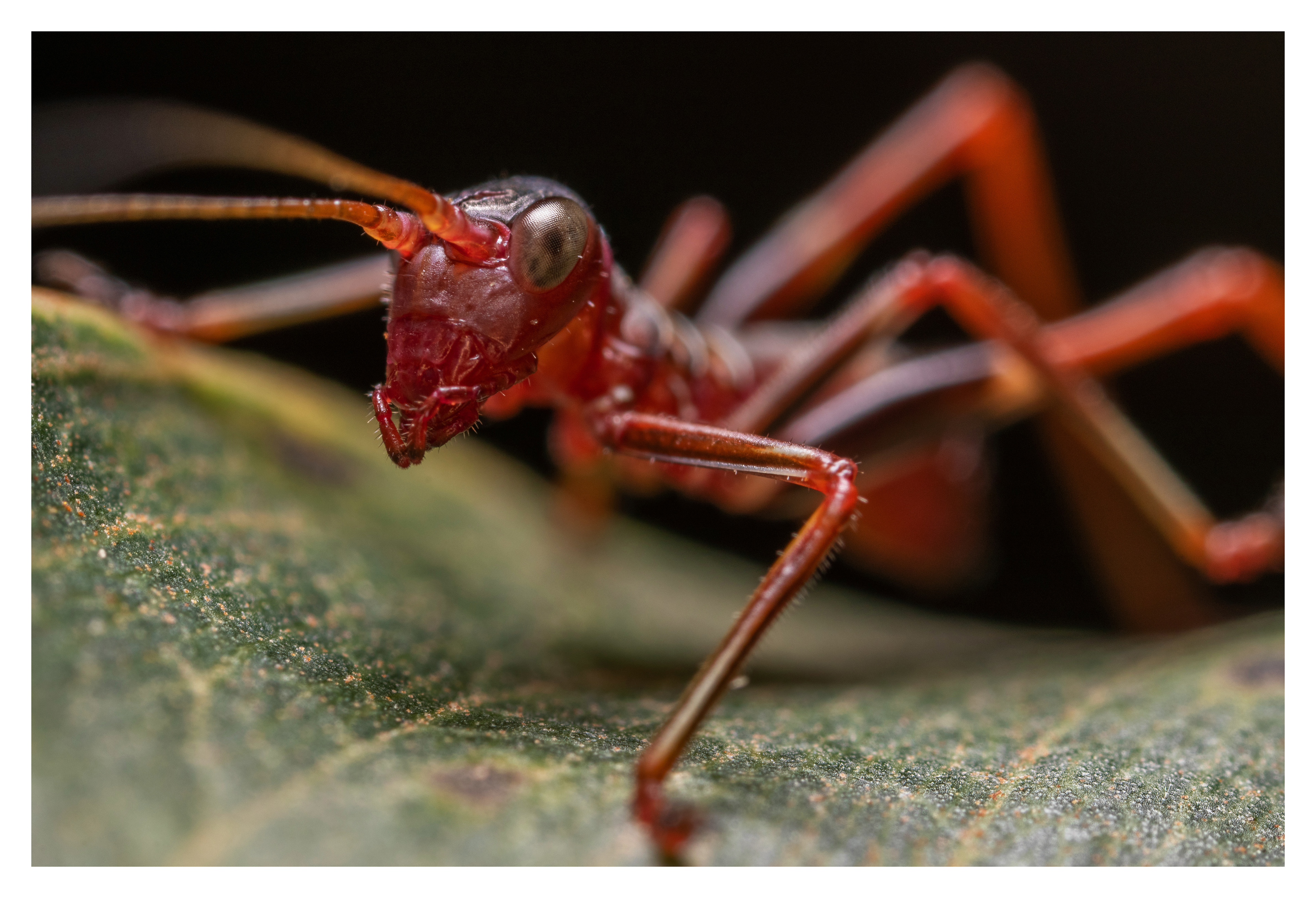 Tettigonioidea