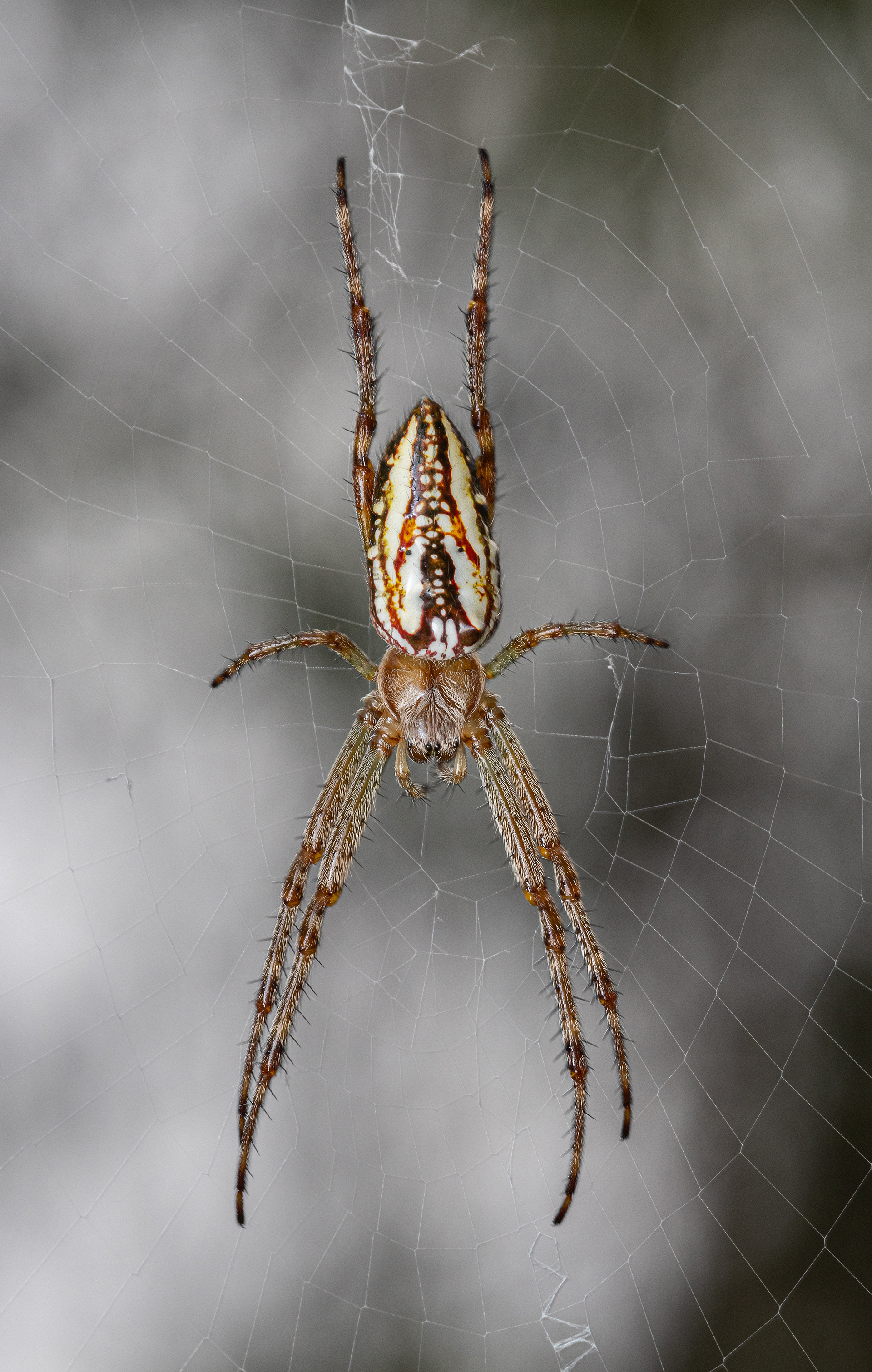 Enamelled spider ( Plebs Bradleyi )