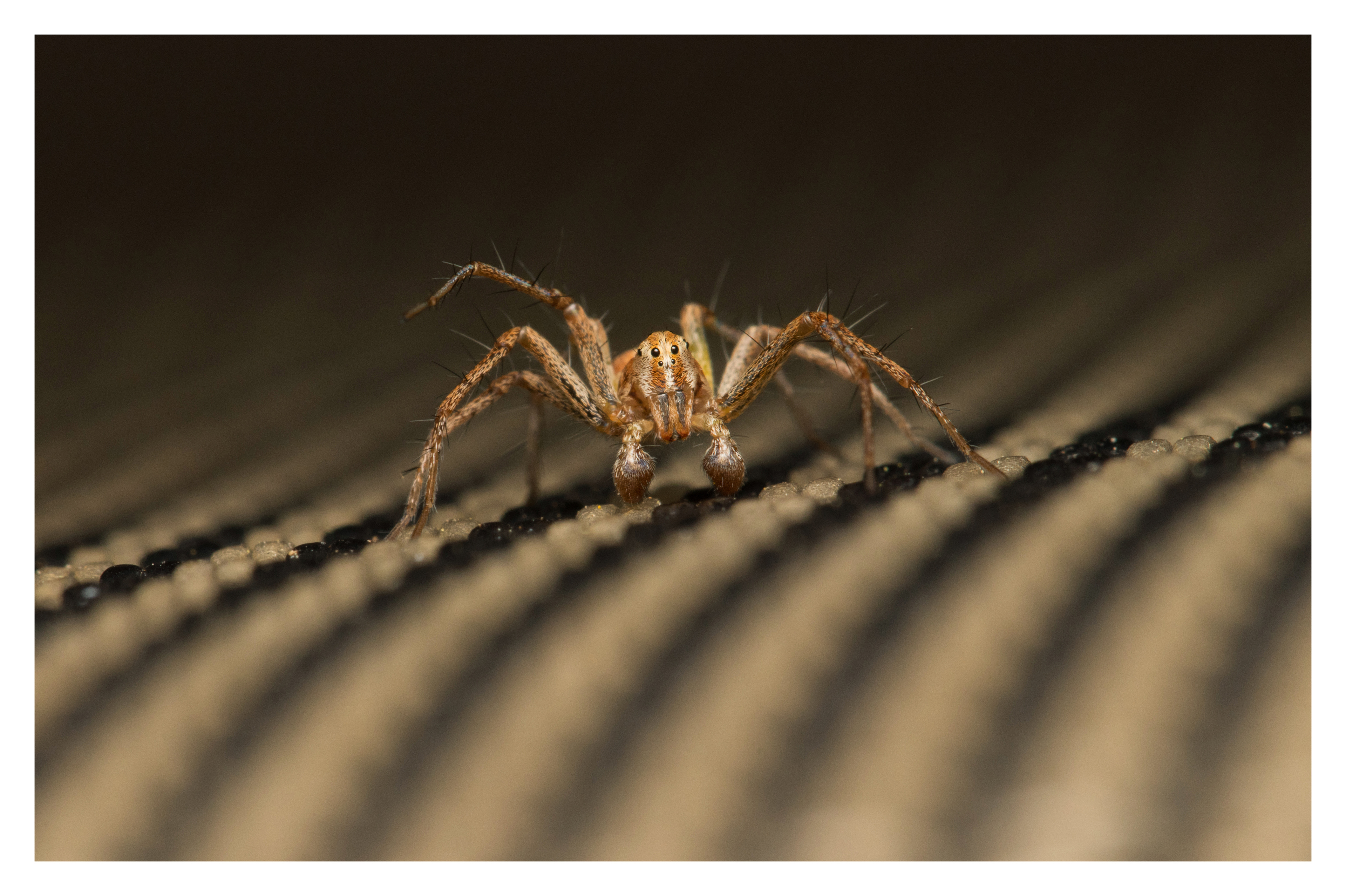 Grass lynx spider