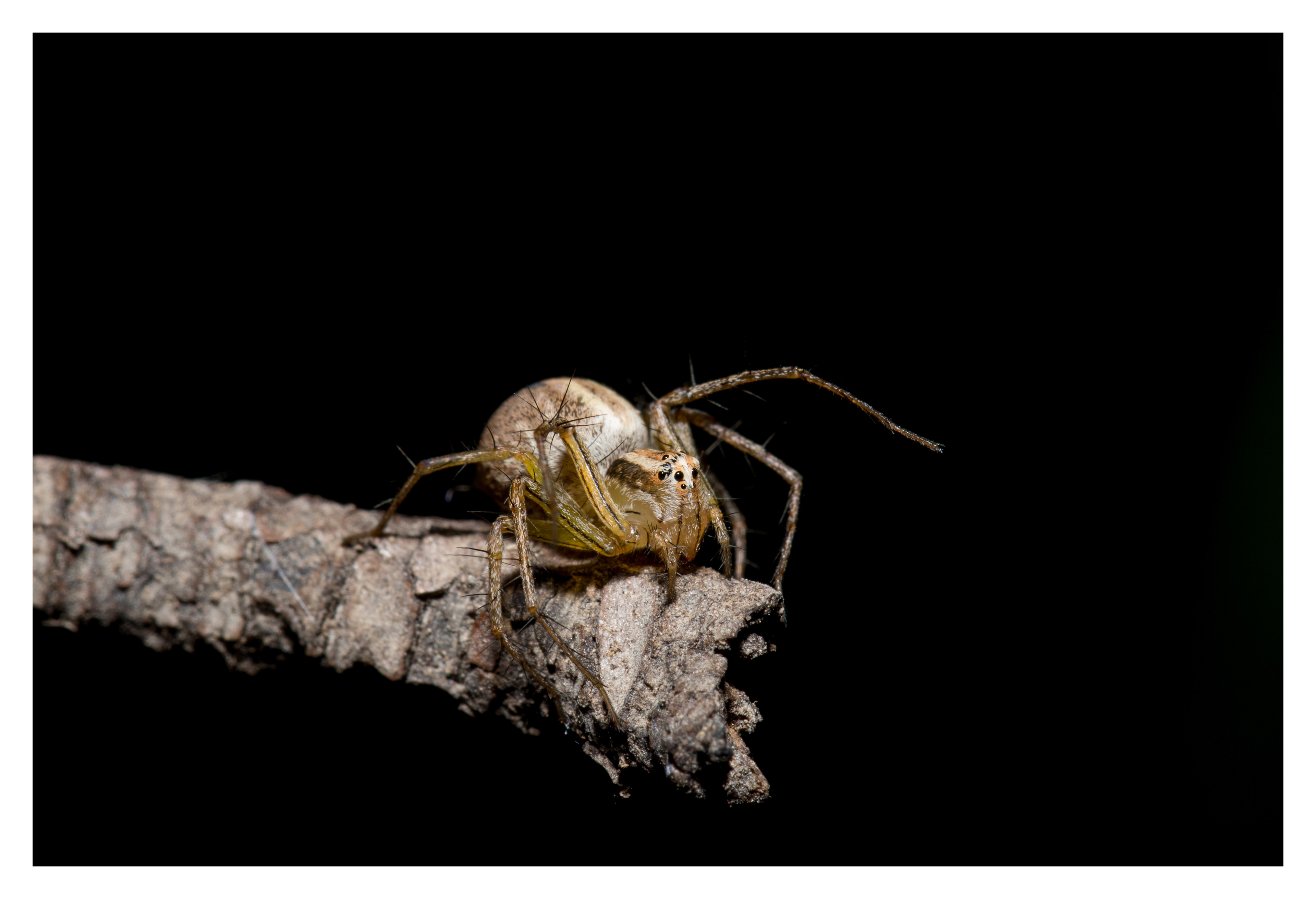 Lynx spider