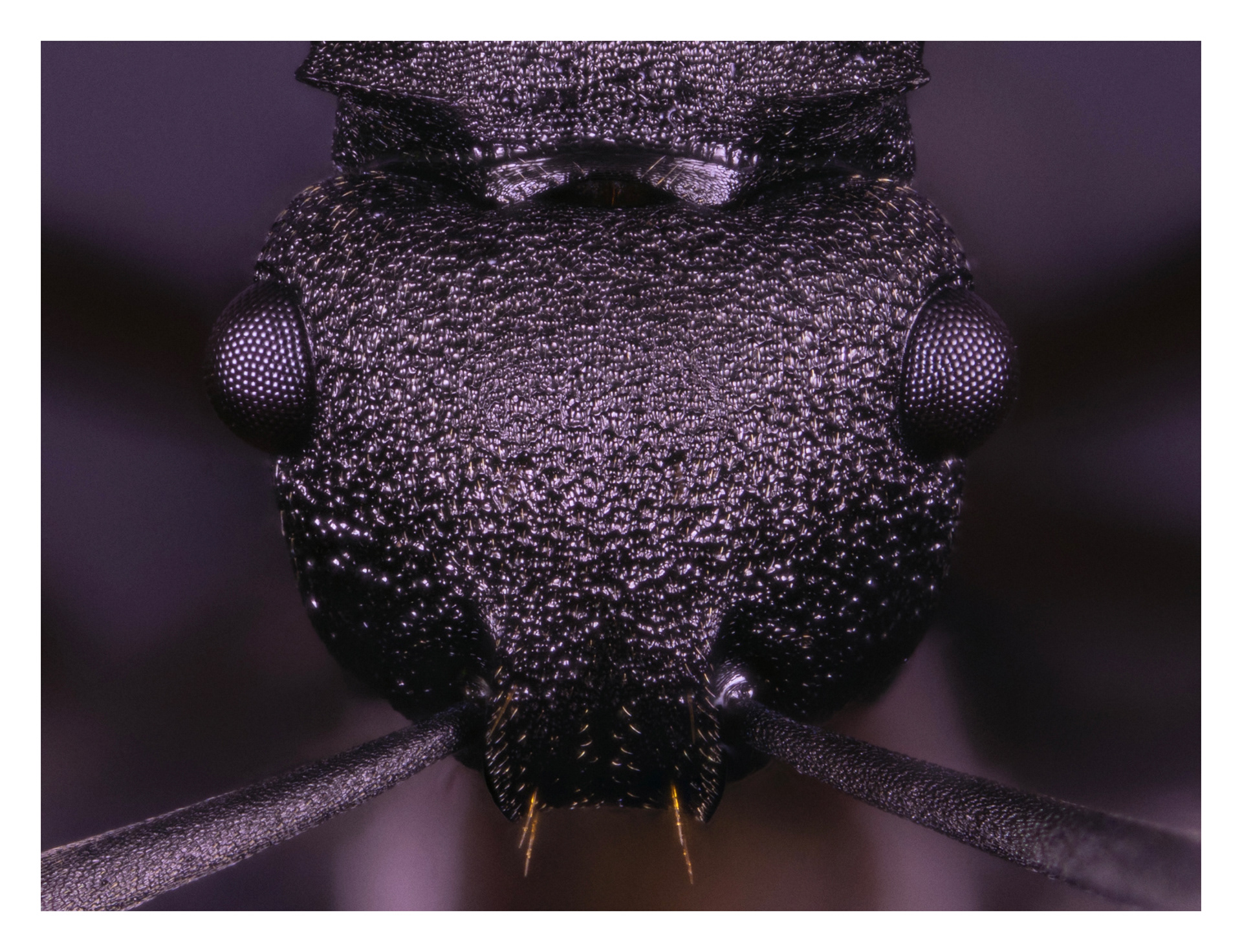 Camponotus