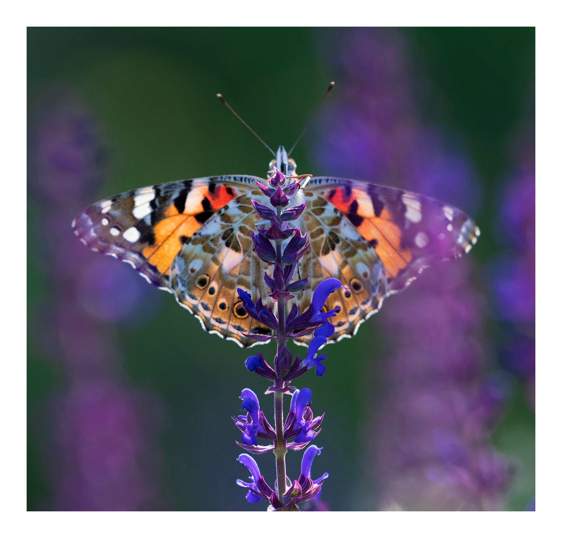 Painted lady