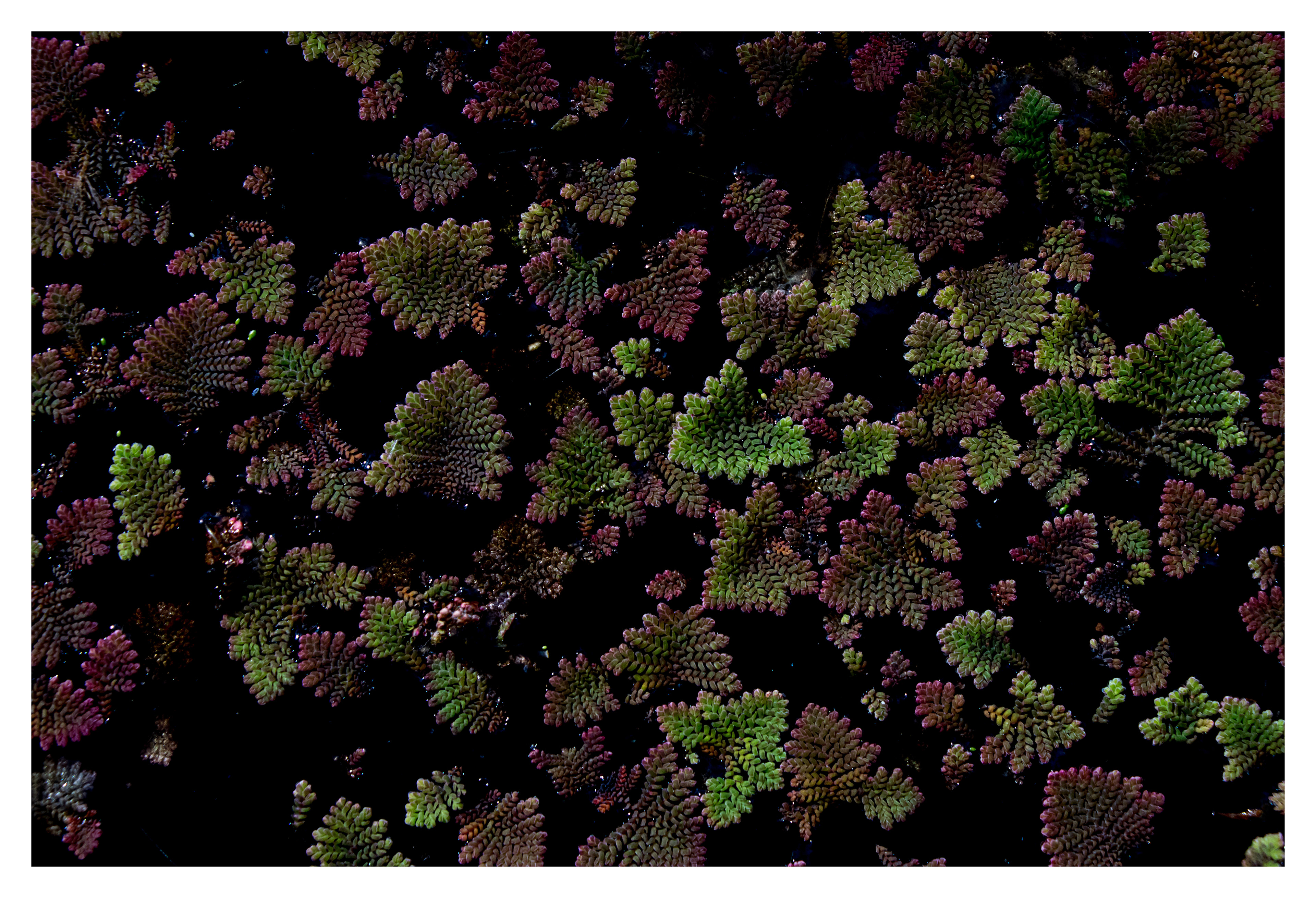 Aquatic fern