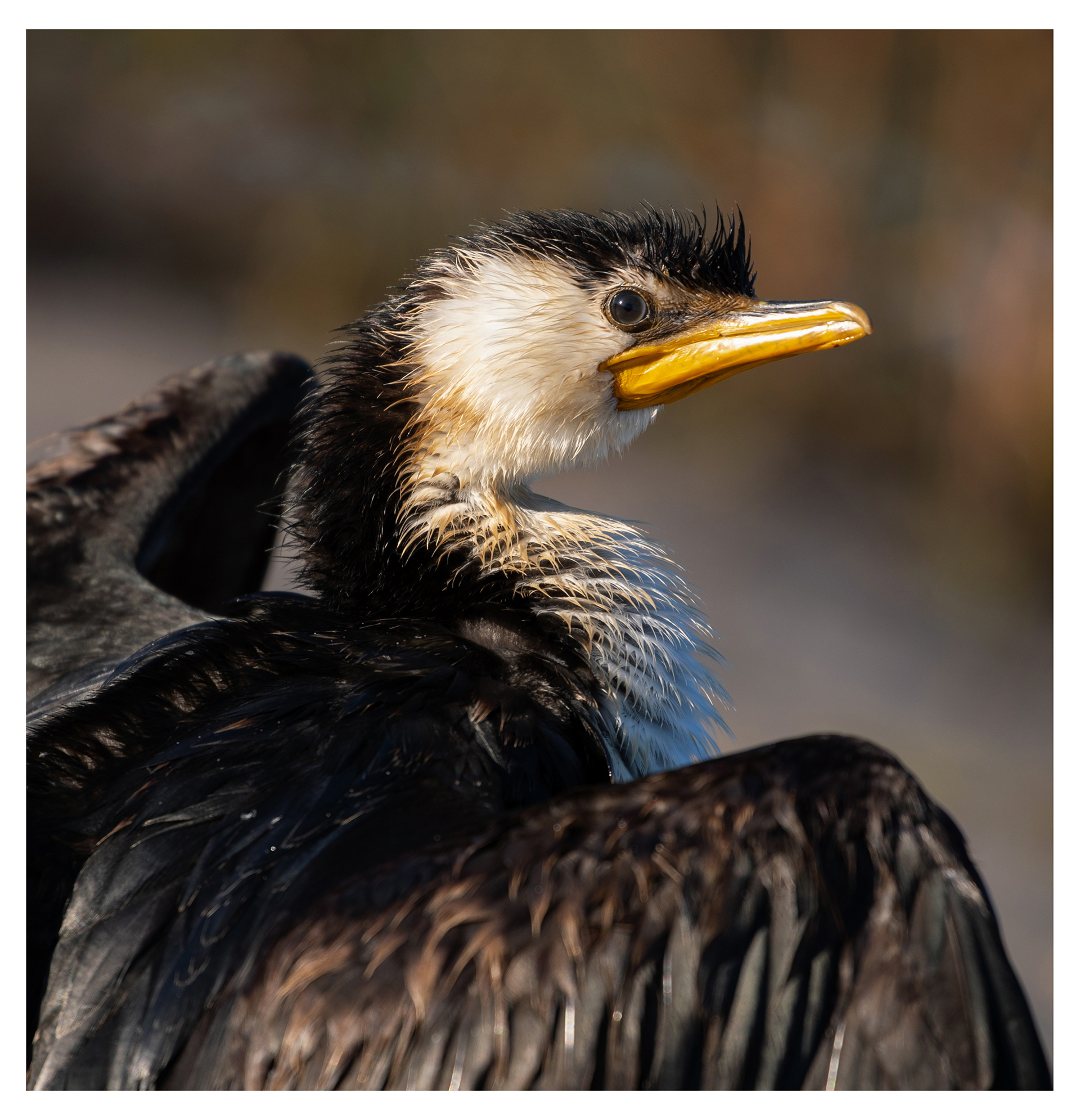 Little pied cormorant