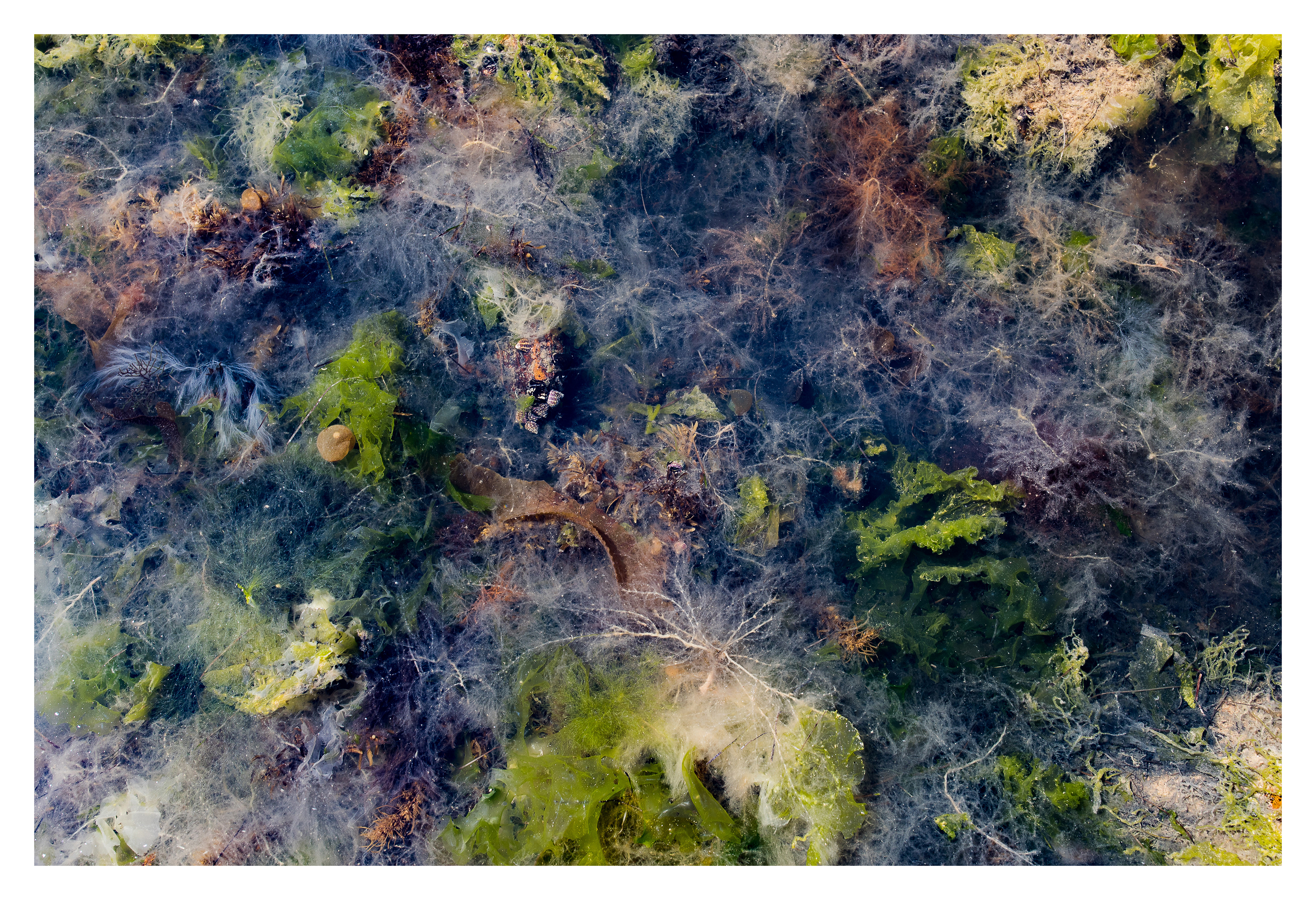 Intertidal