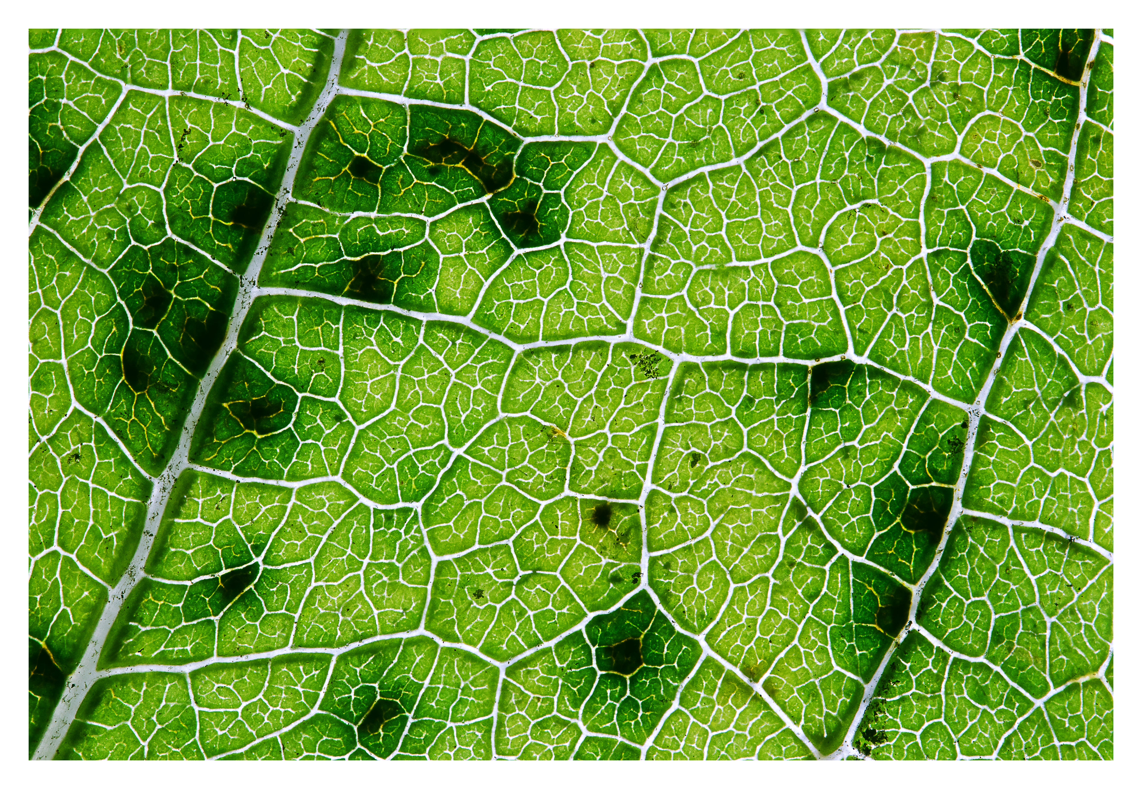 Green network