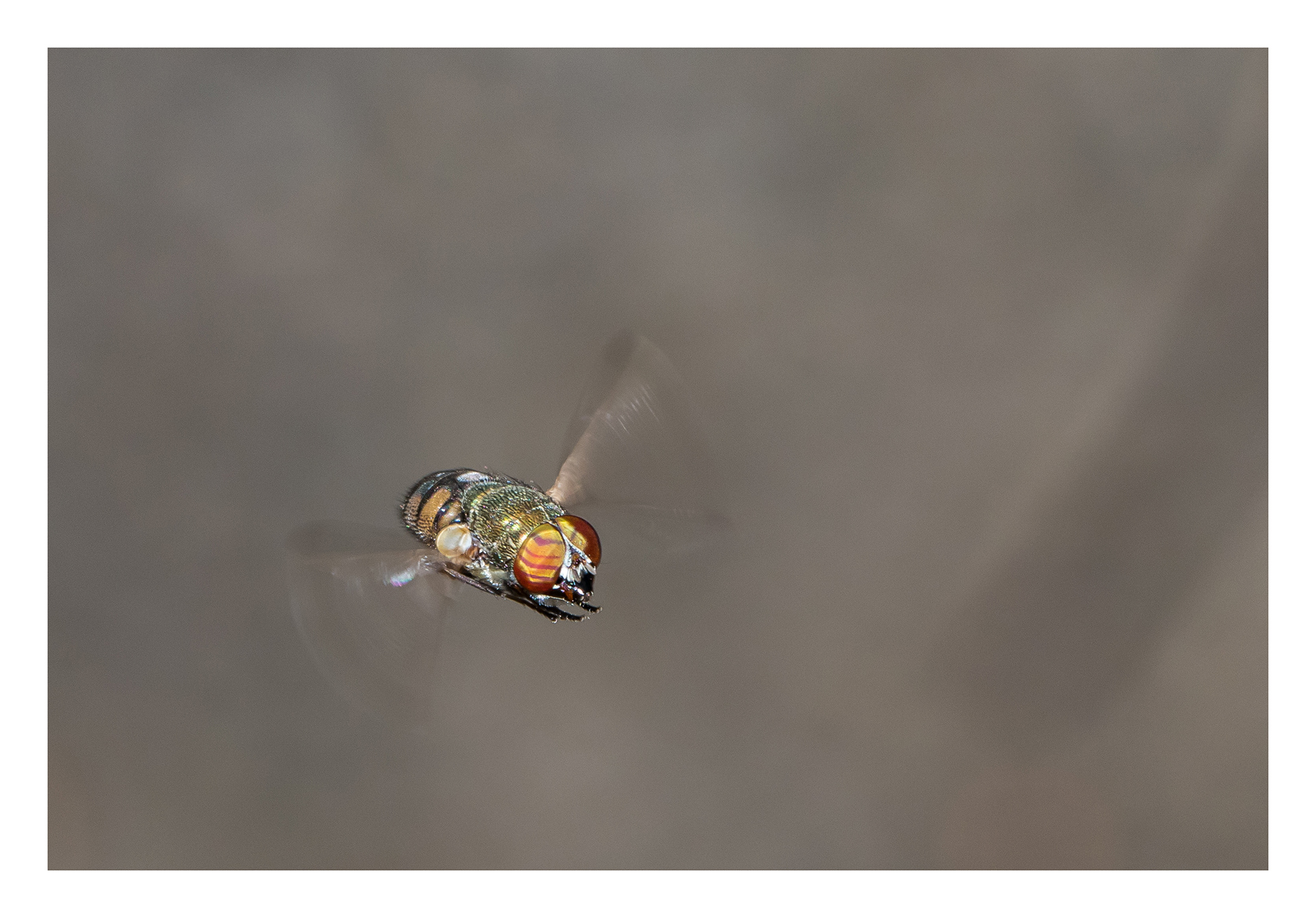 Hoverfly