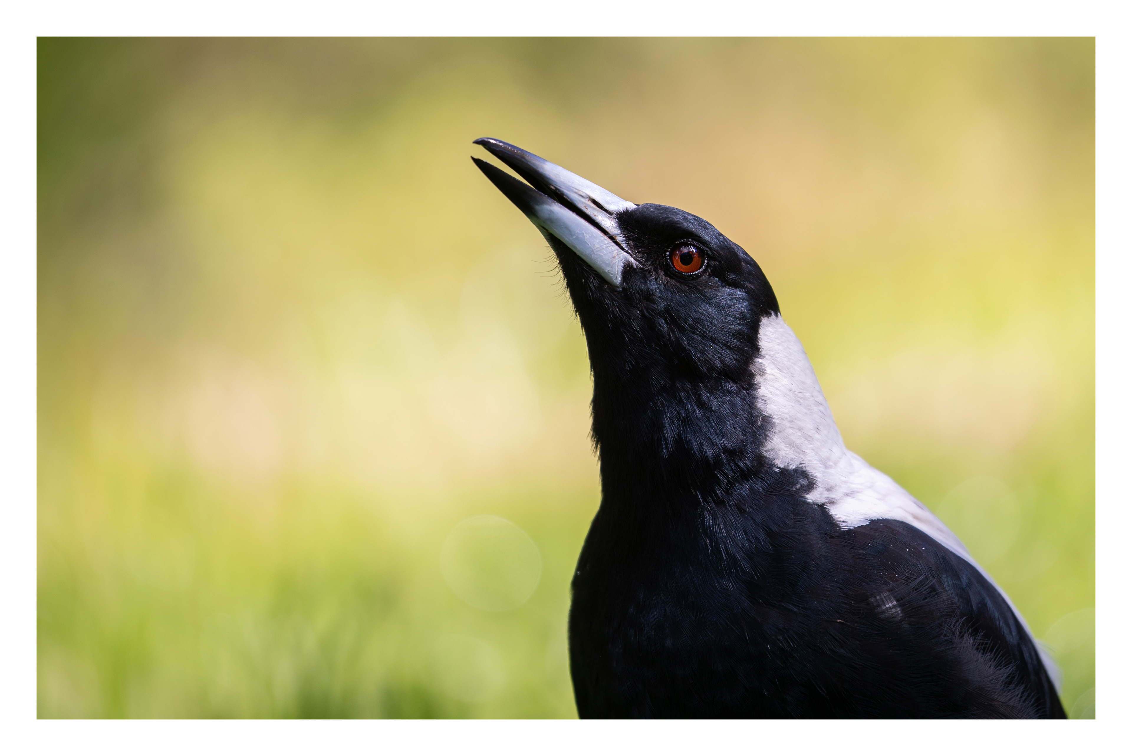 Australian magpie