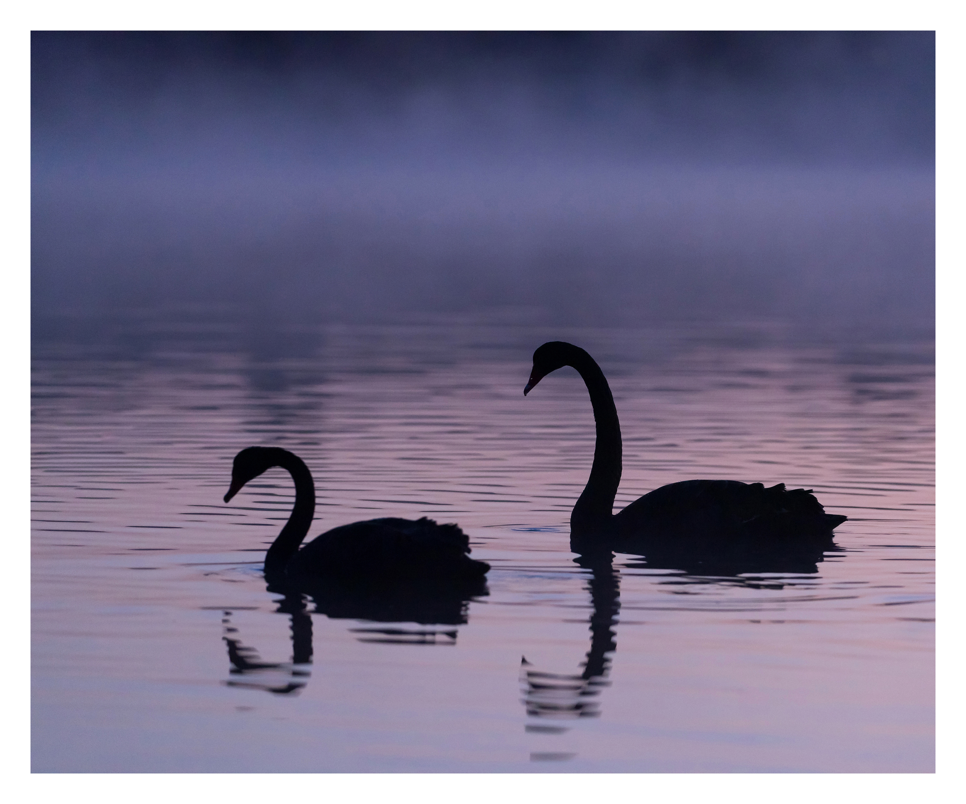 Misty lake