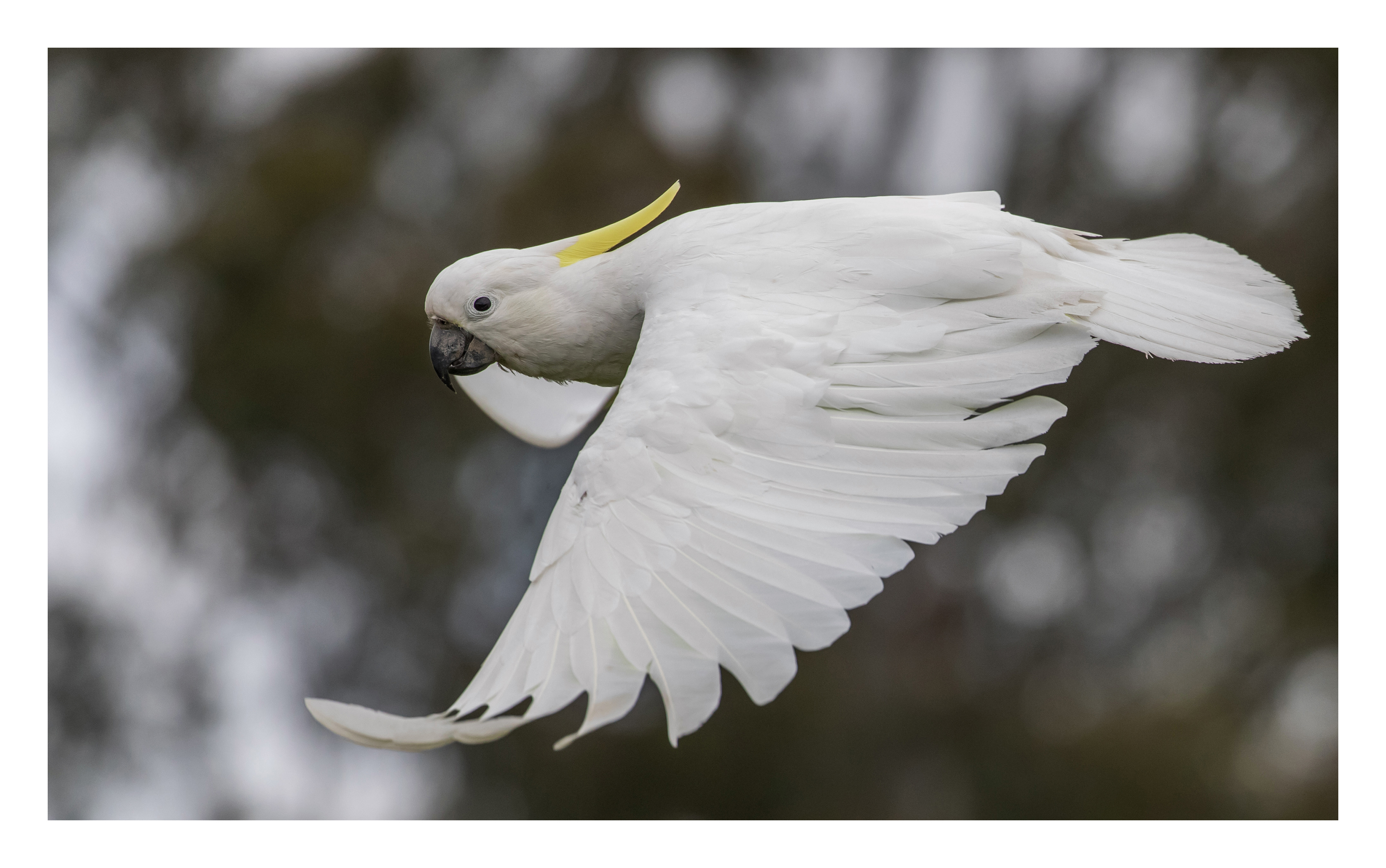 Sulphur-crested cockatoo