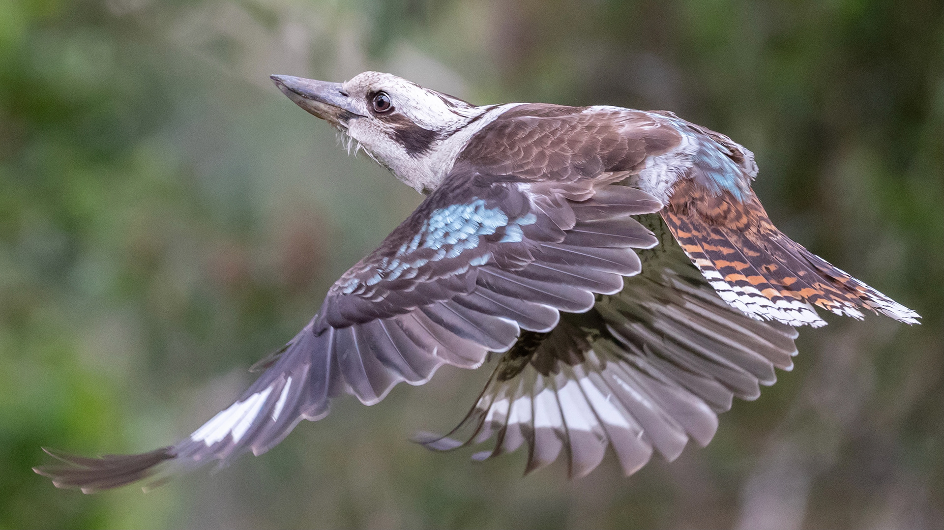 Laughing Kookaburra in flight
