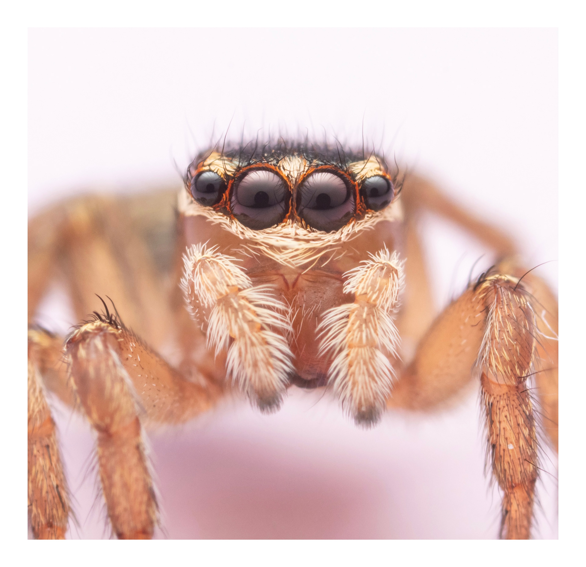 Opisthoncus