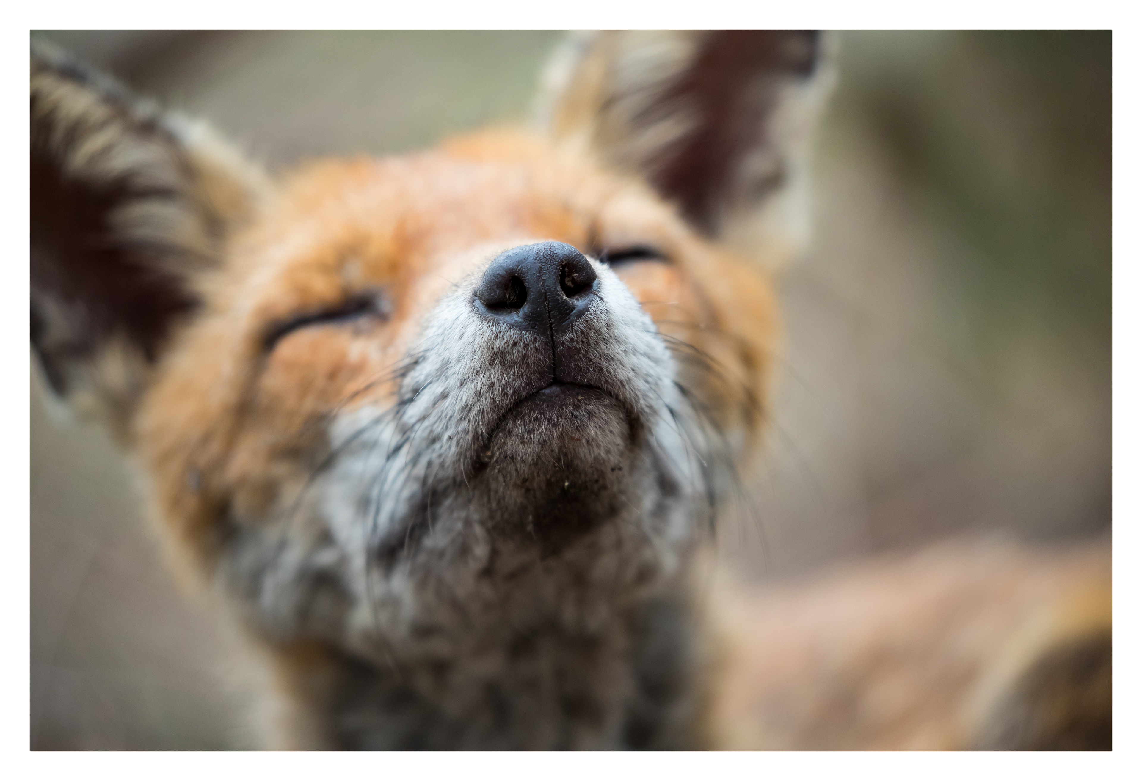 Vulpes vulpes