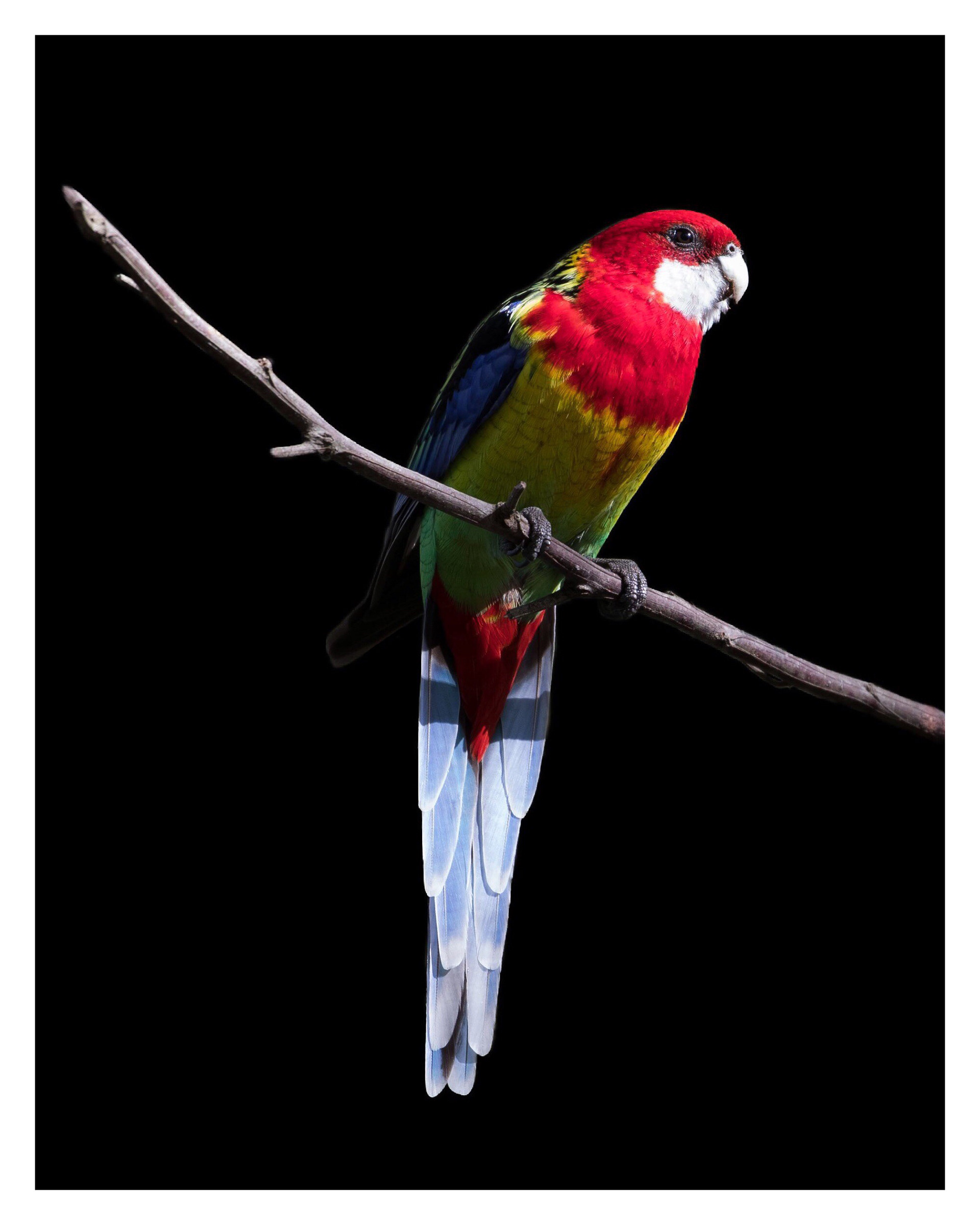 Eastern rosella