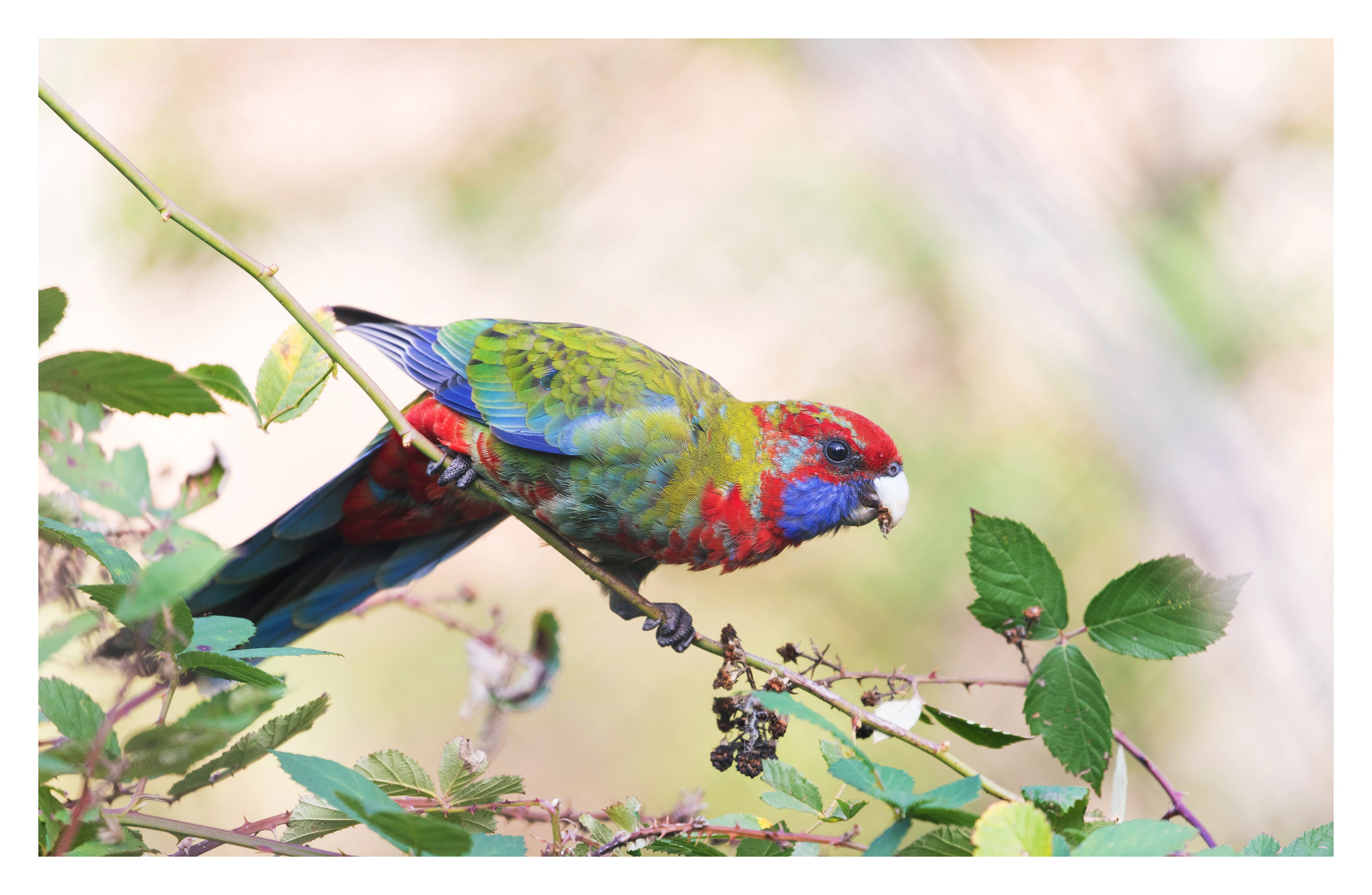 Juvenile crimson rosella