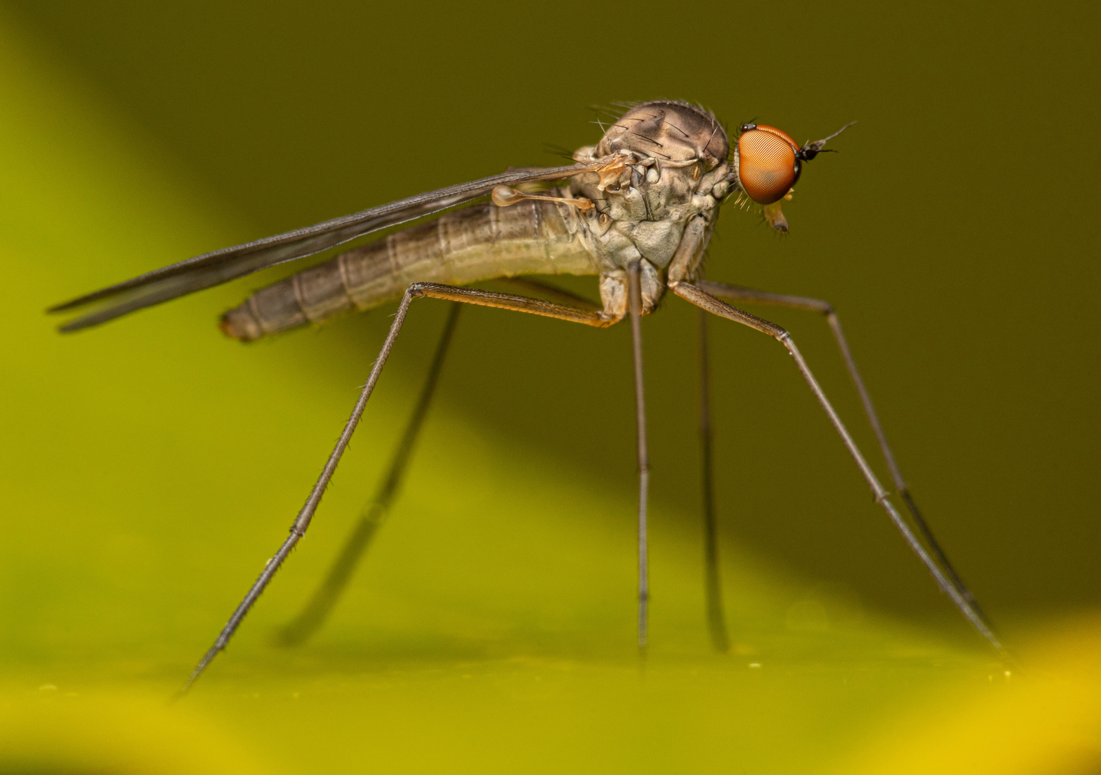 Long-legged fly ( Oreogeton sp. )