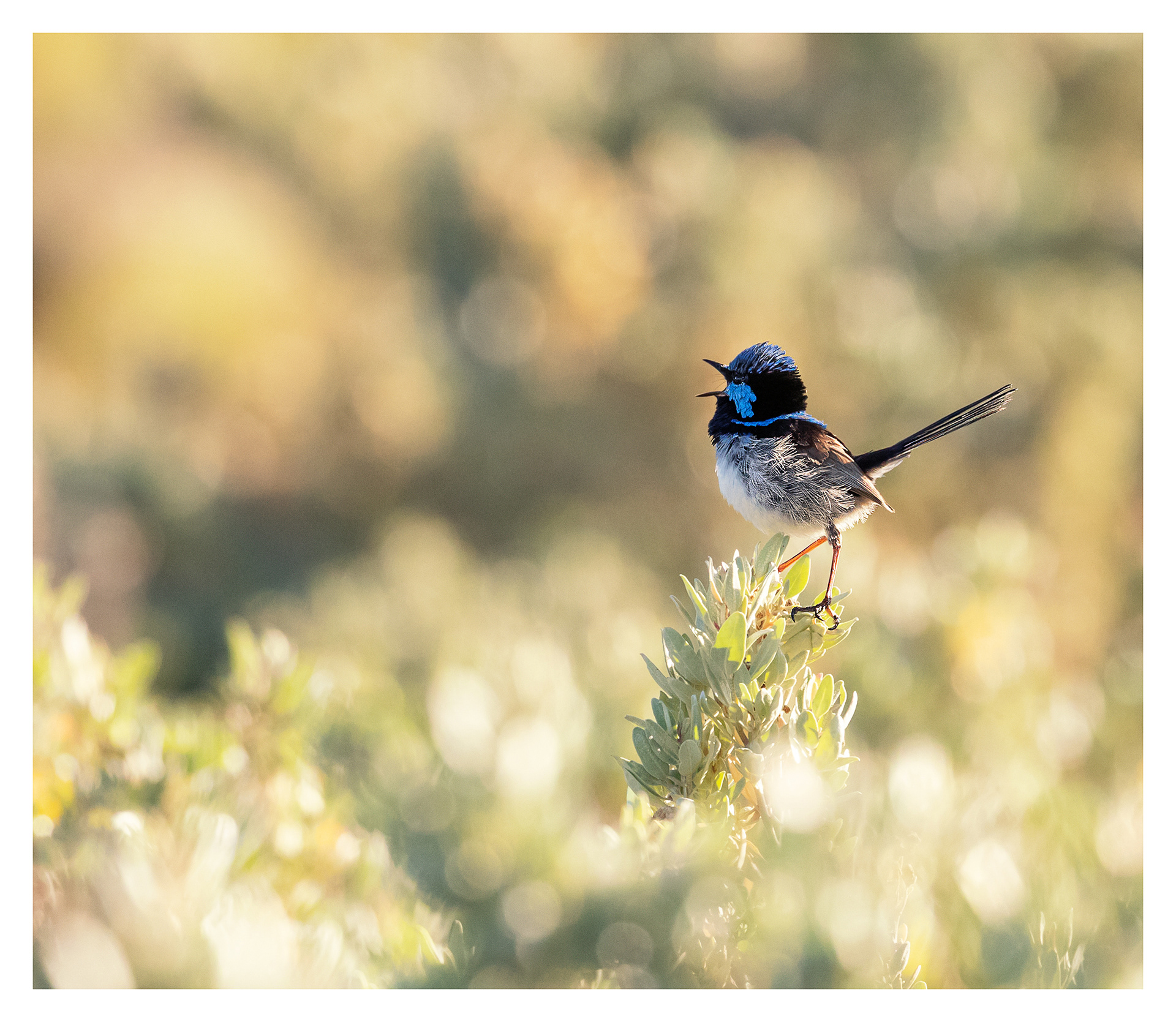 Superb fairy wren
