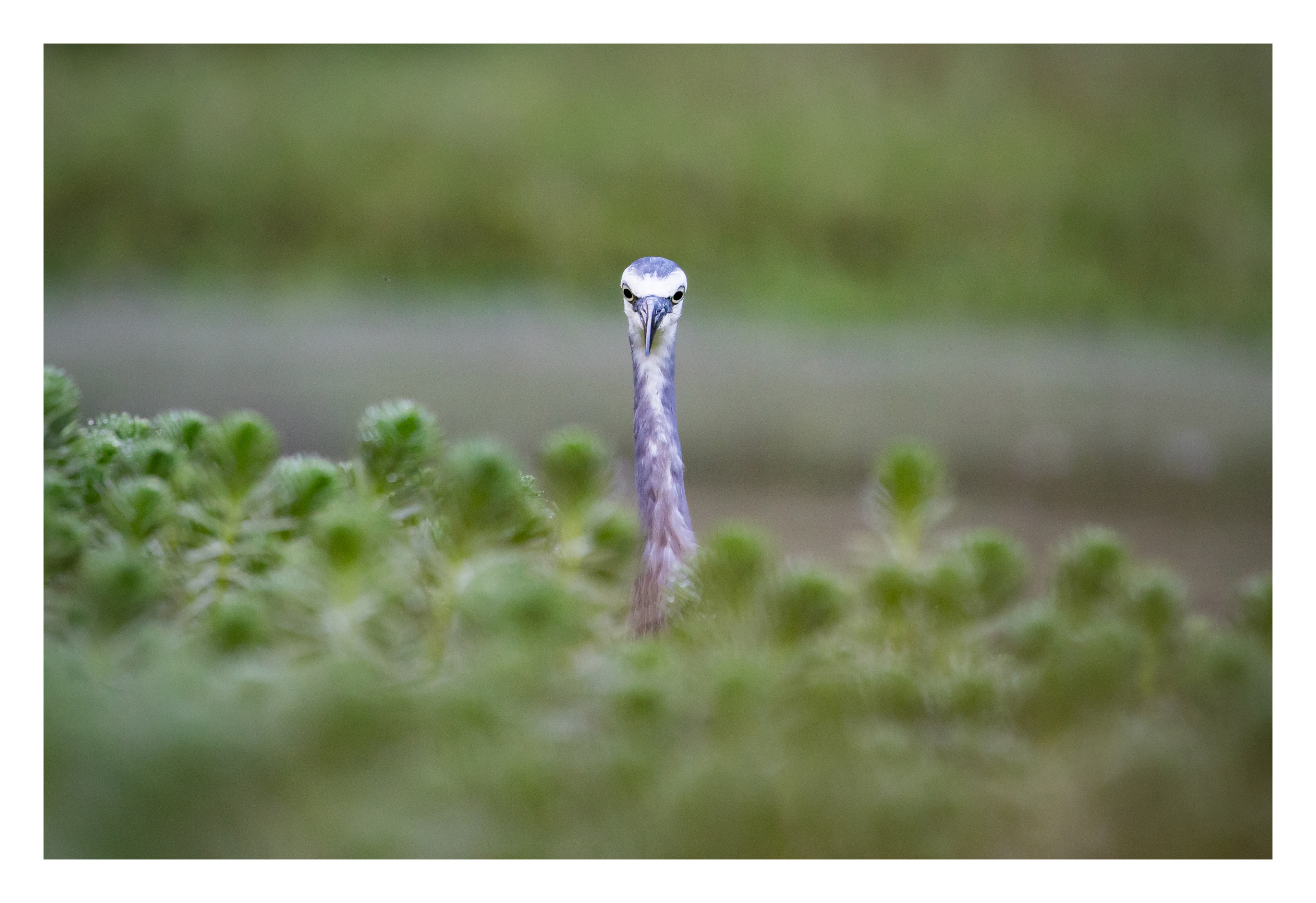 White-faced heron