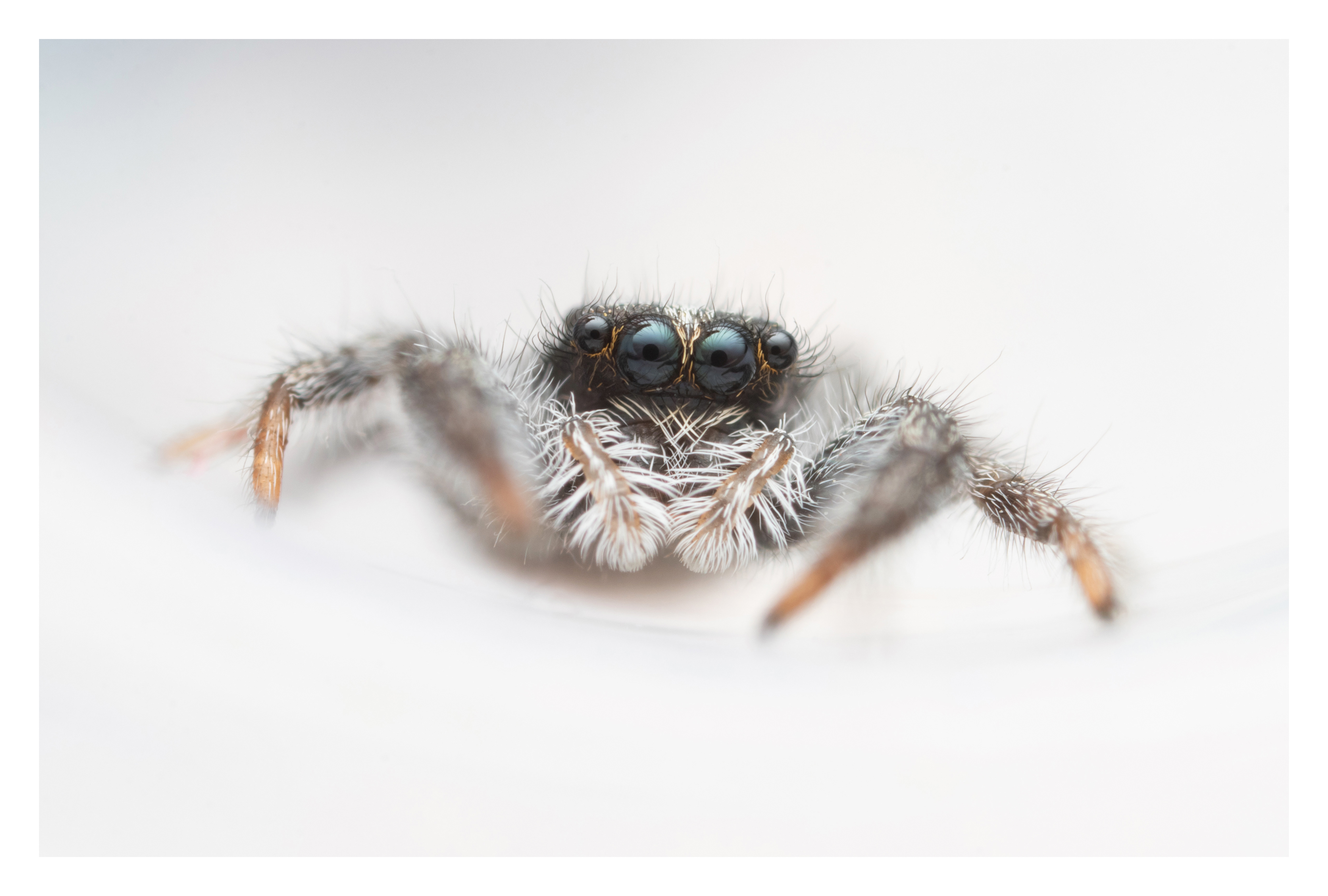 Ocrisiona