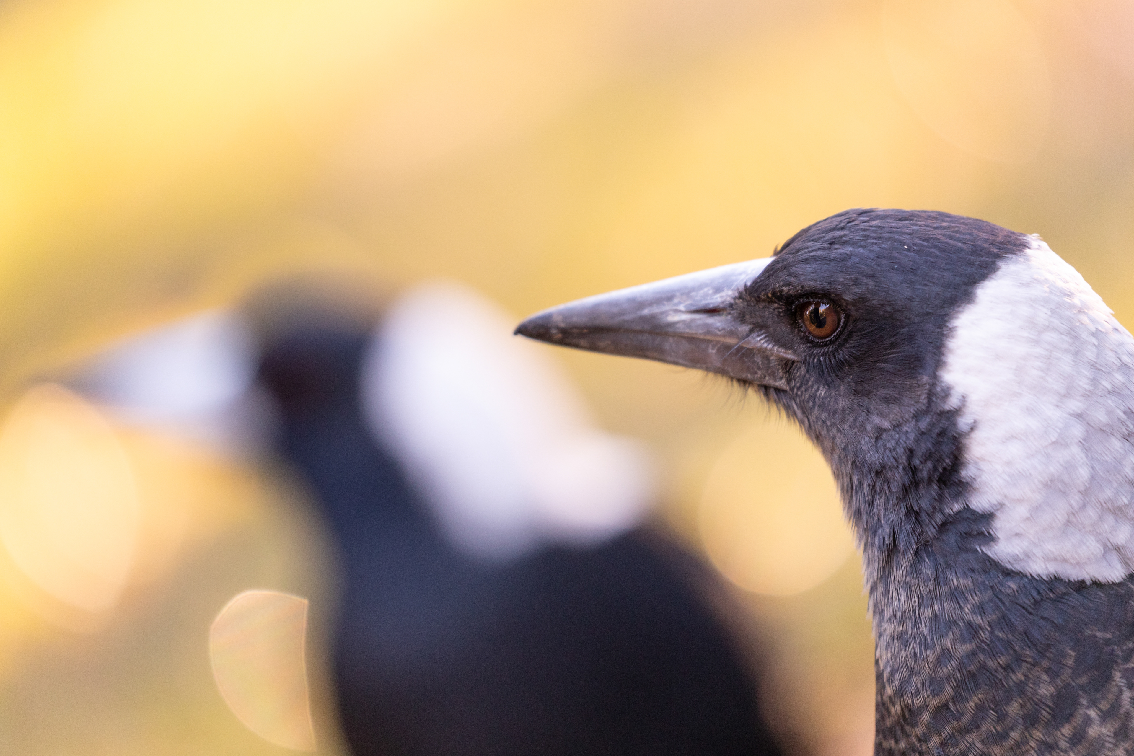 Juvenile Australian Magpie