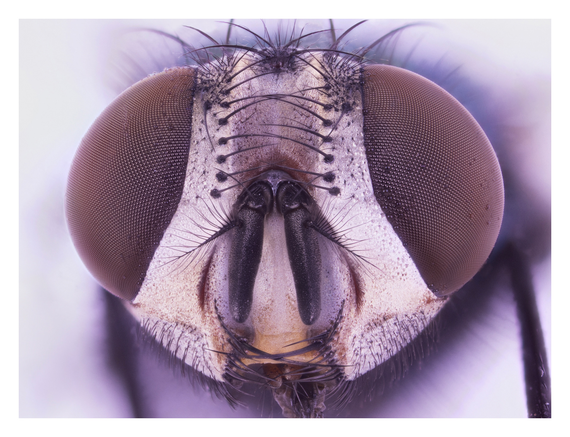 Lucilia Sericata