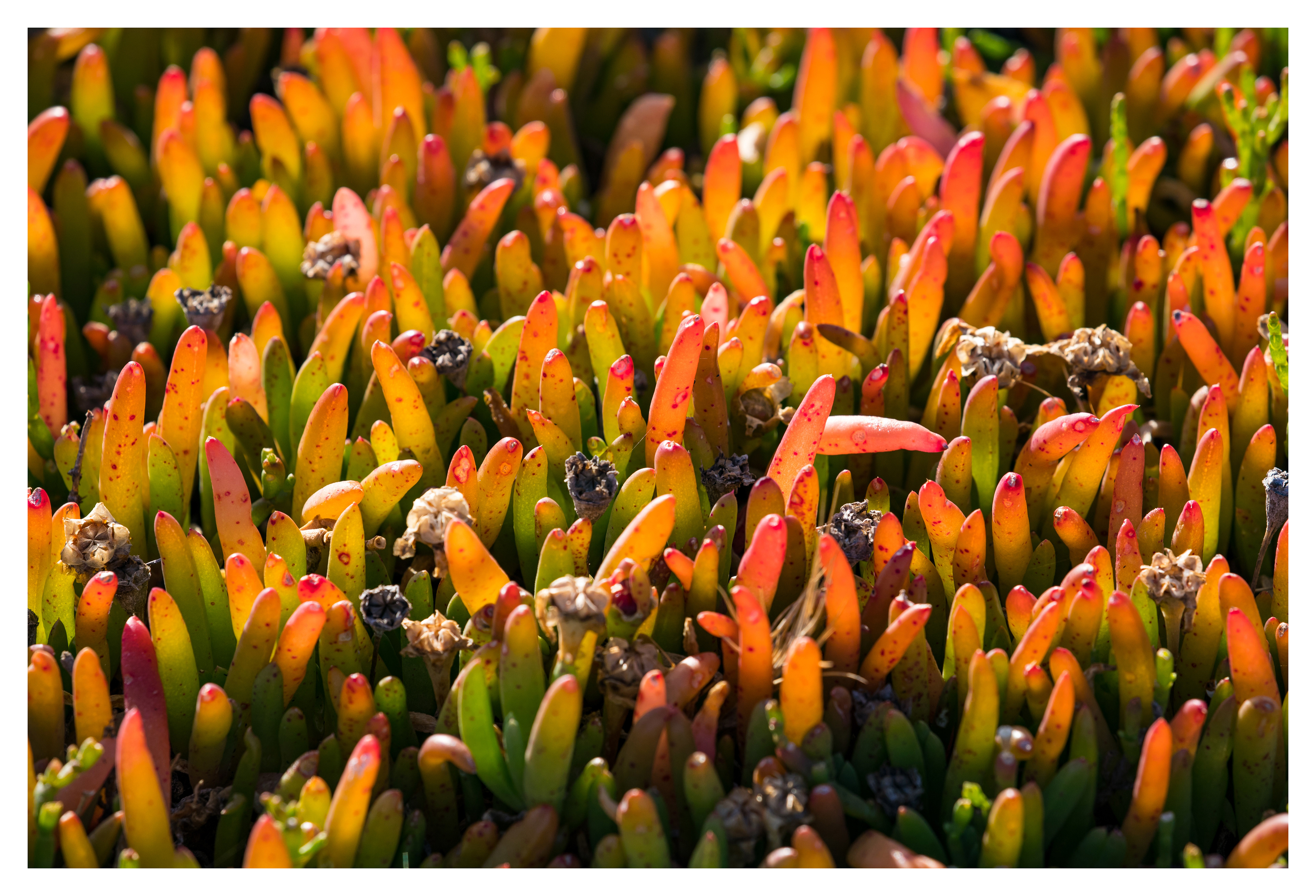Disphyma crassifolium