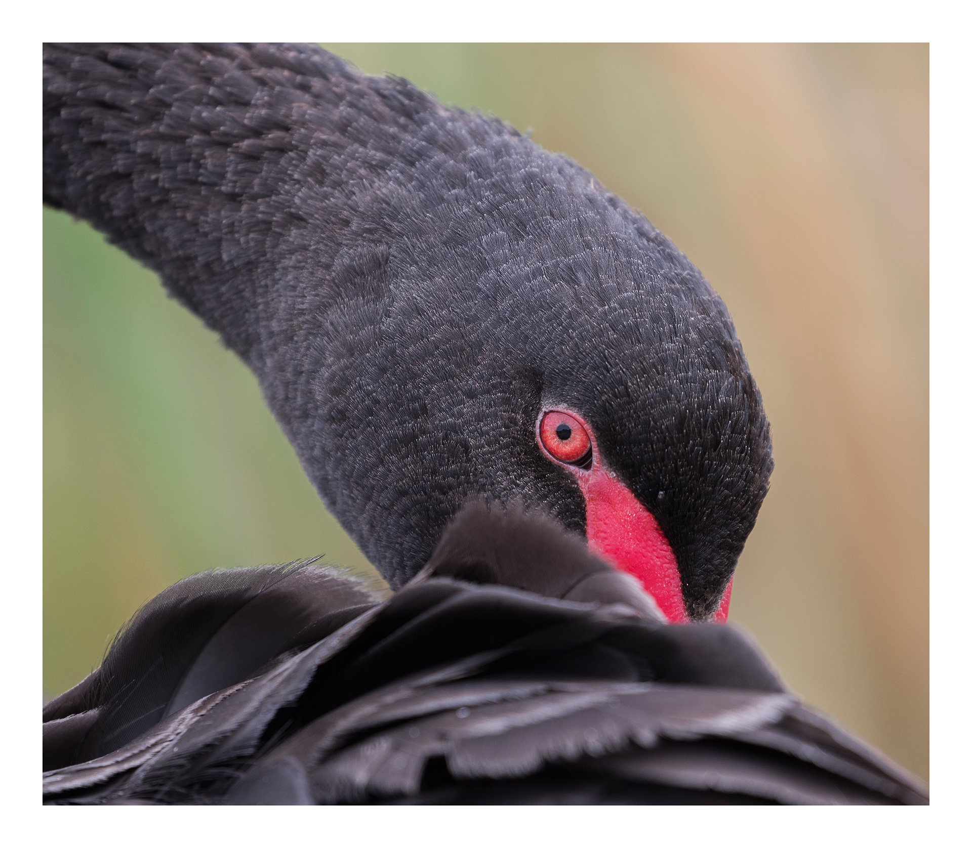 Cygnus astratus