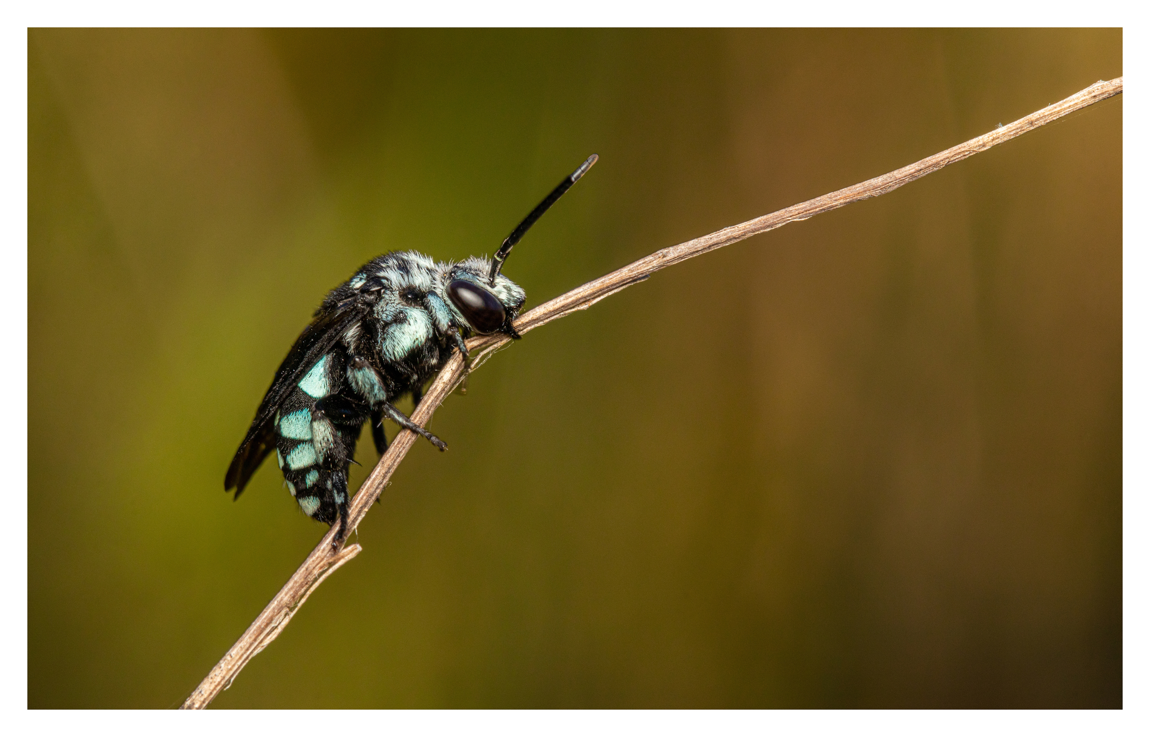 Chequered cuckoo bee