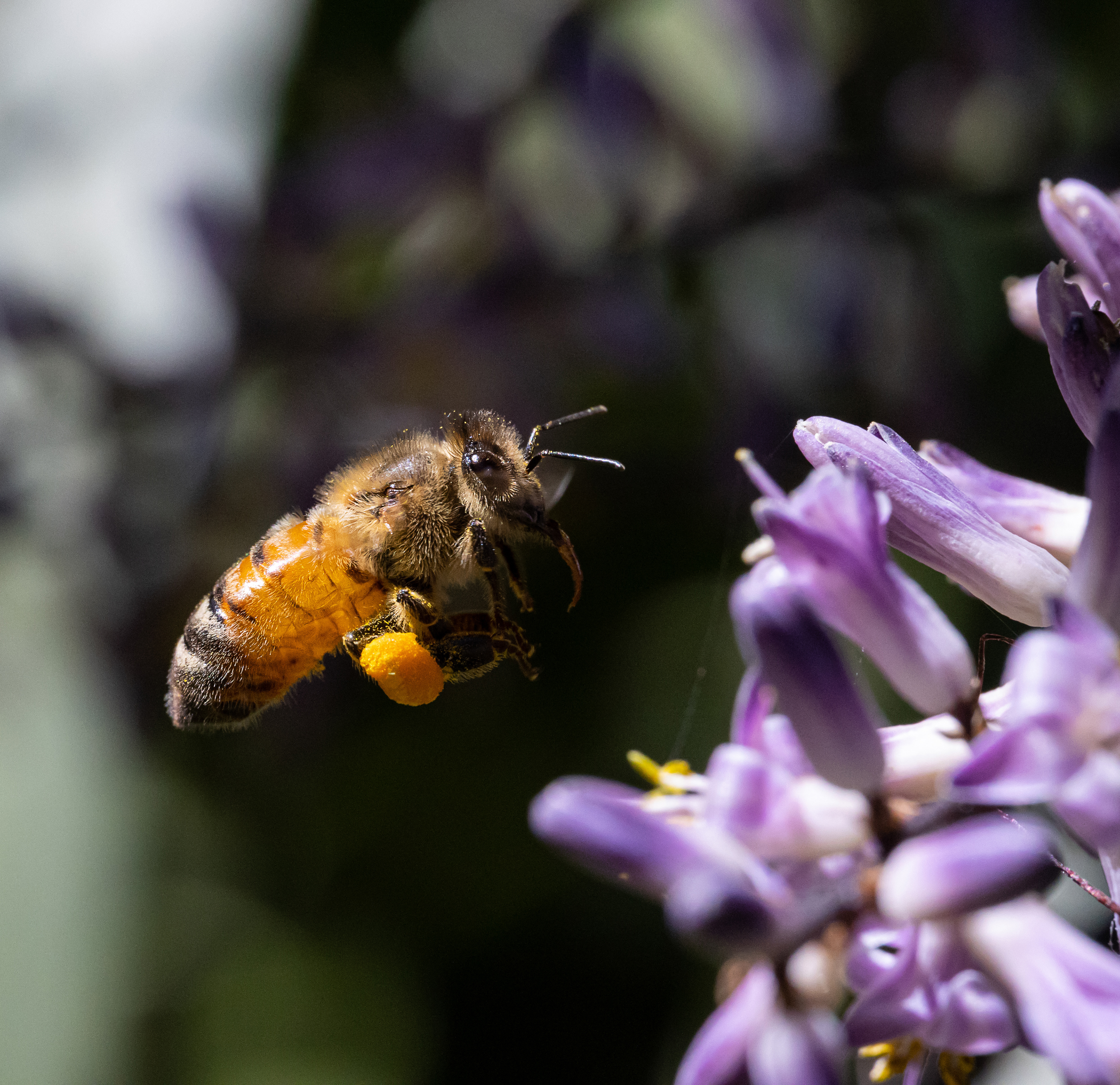 European honey bee