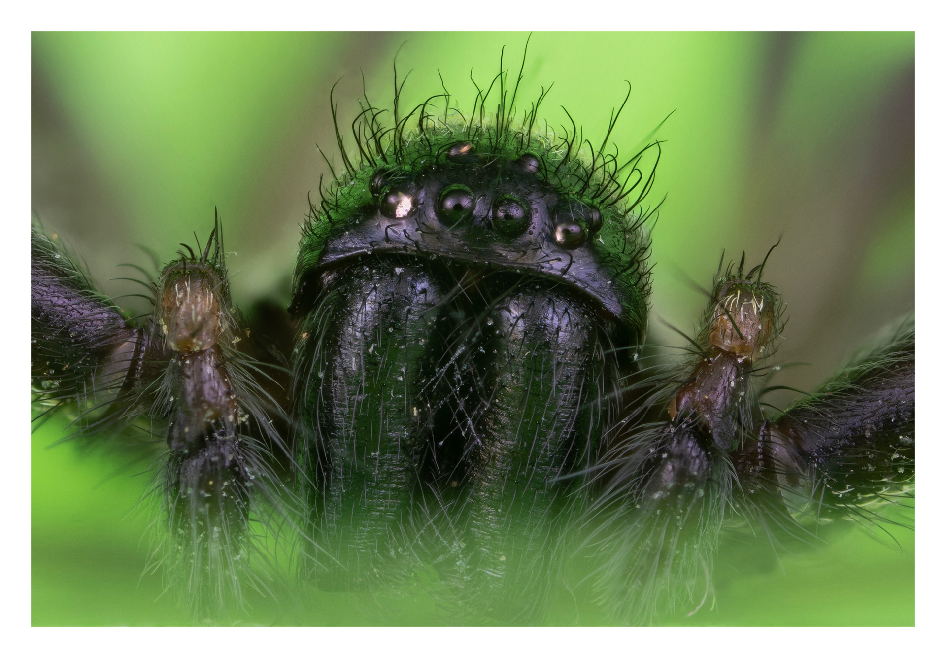 Badumna Insignis