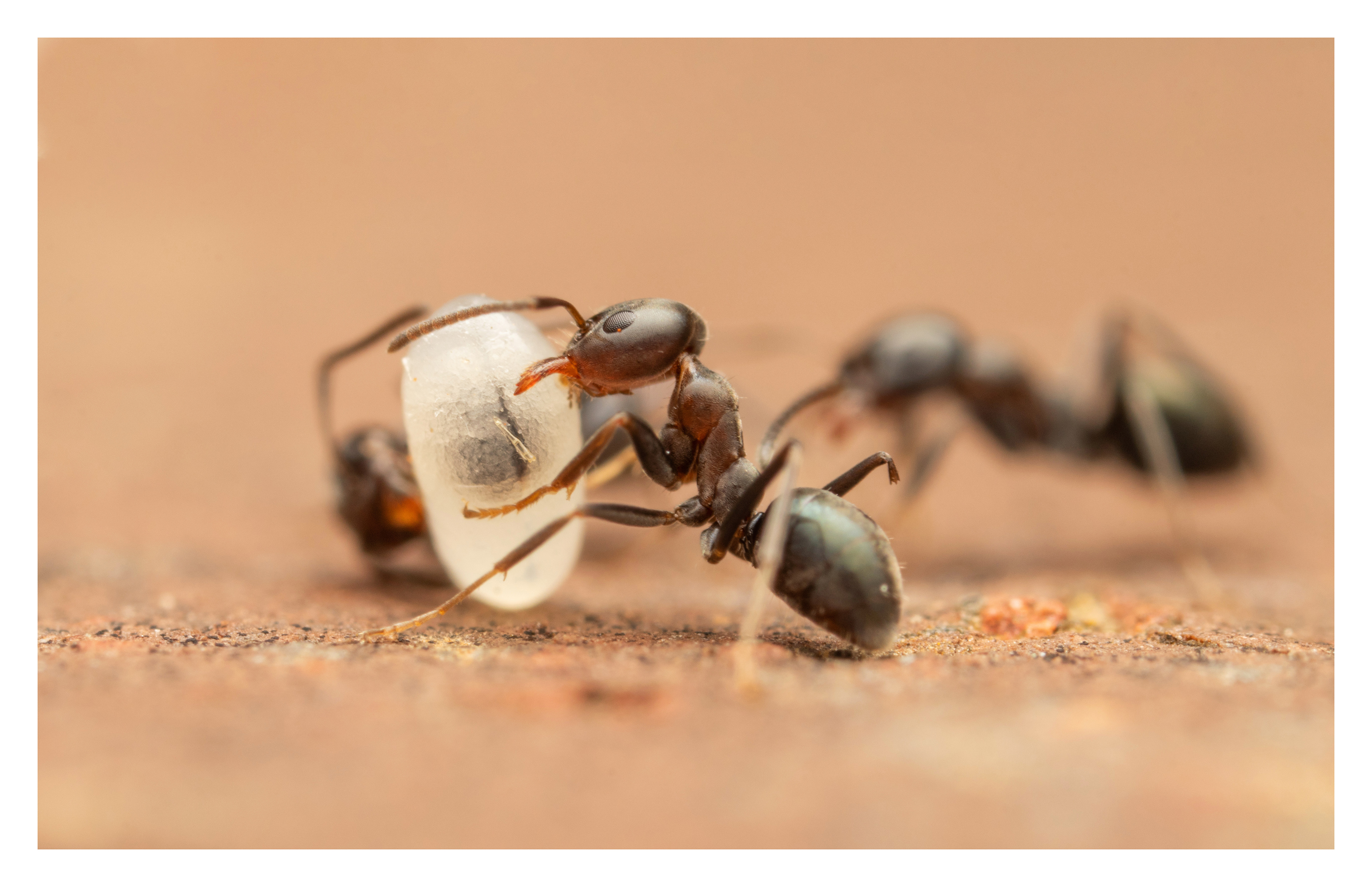 Iridomyrmex