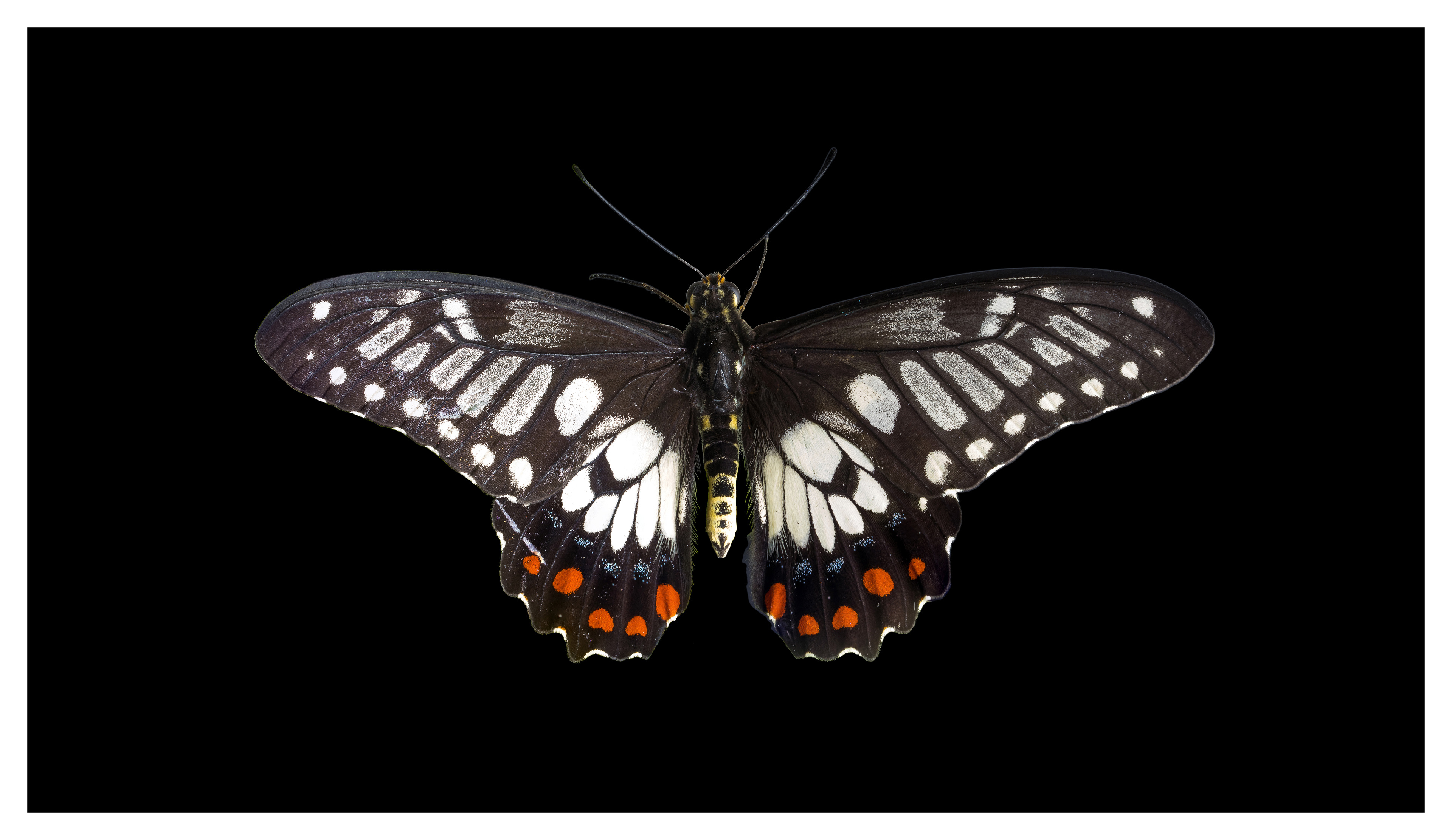 Dainty swallowtail