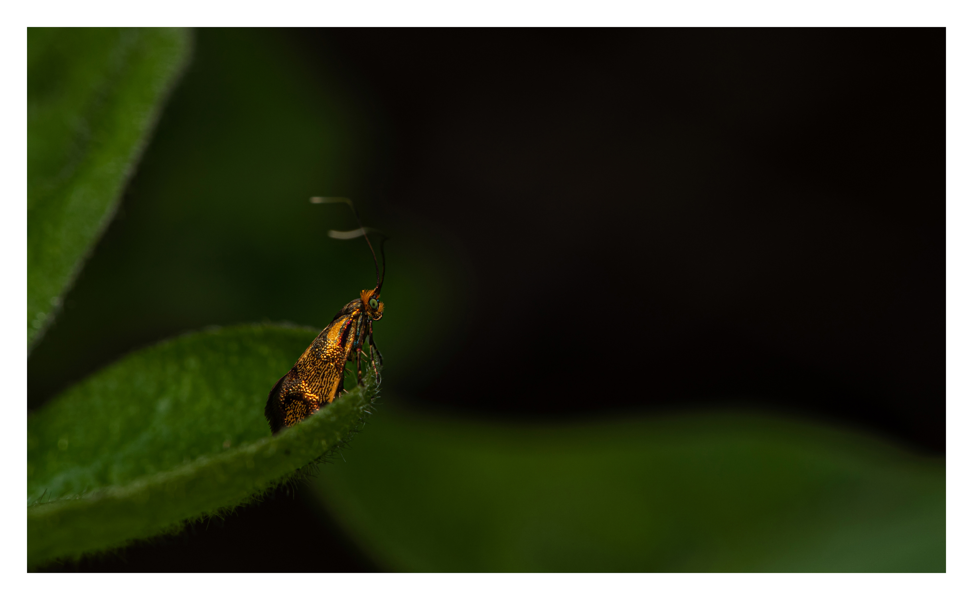 Nemophora sparsella
