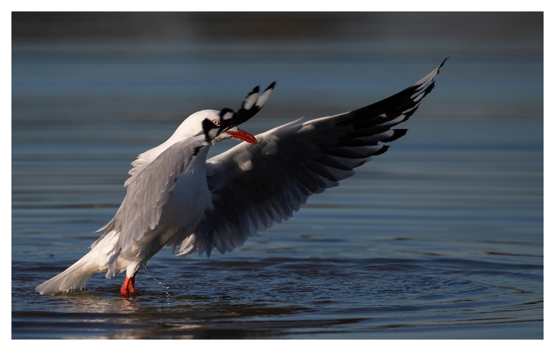 Silver gull