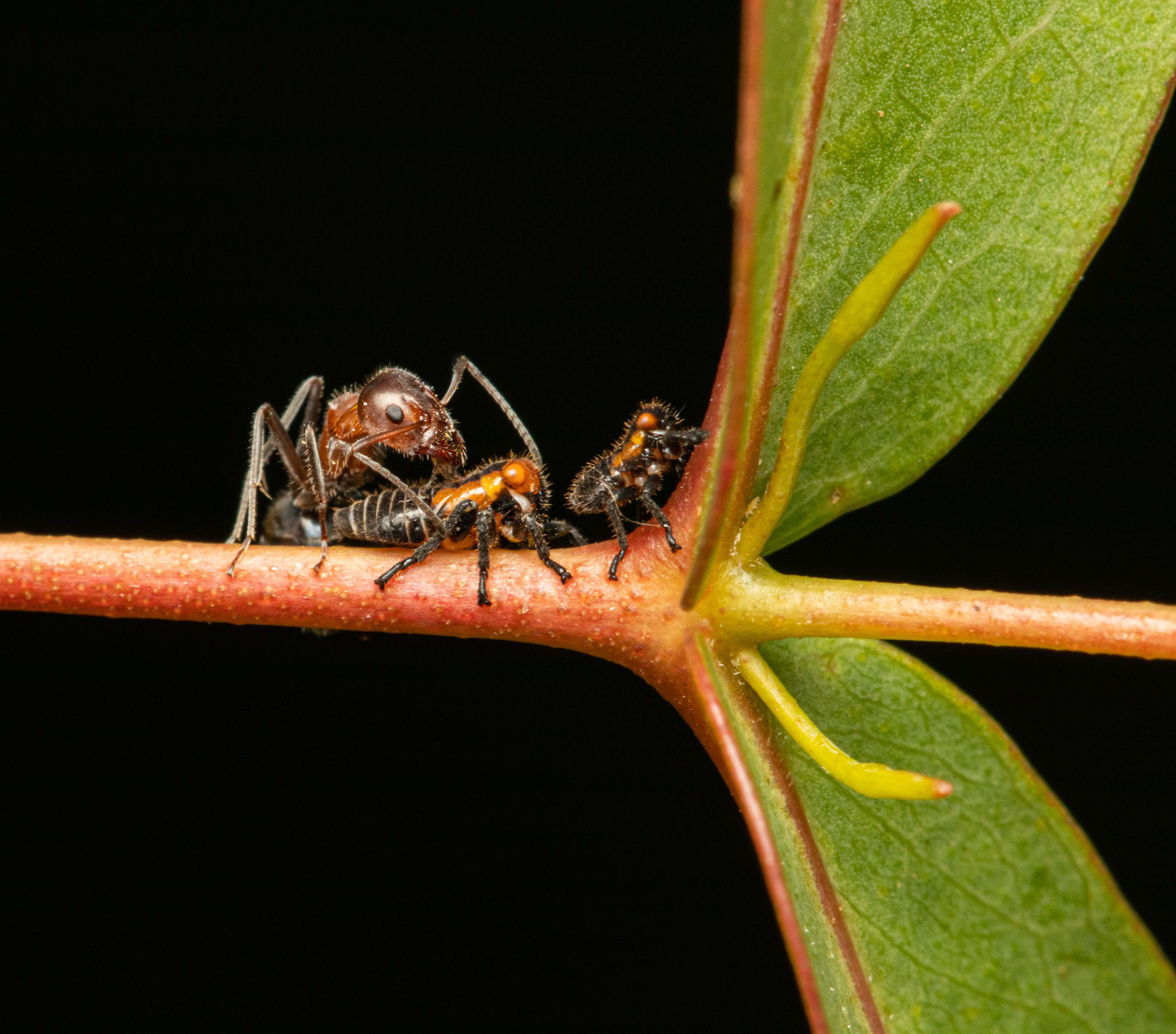 Rainbow ant & Gum tree Hoppers