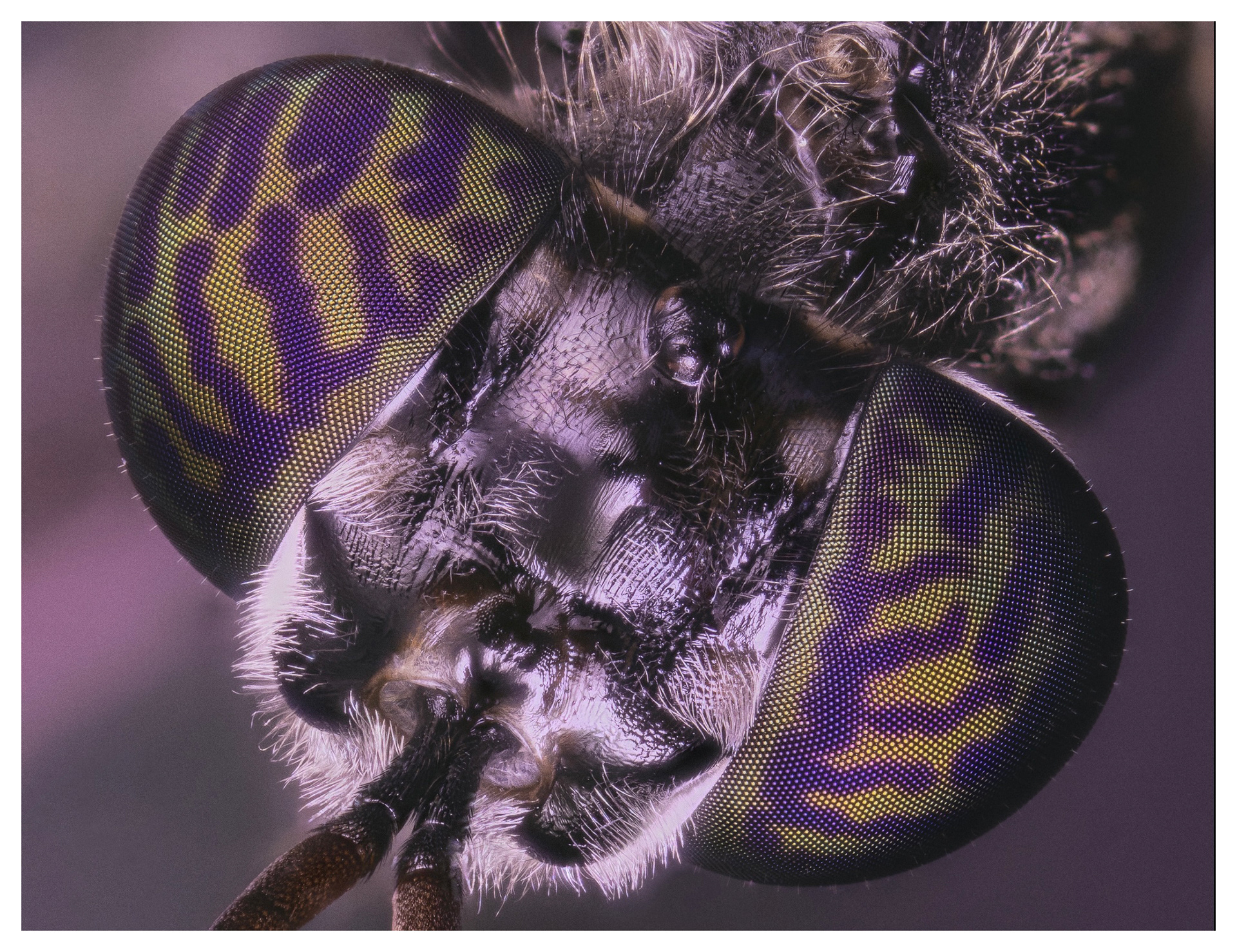 Stratiomyidae