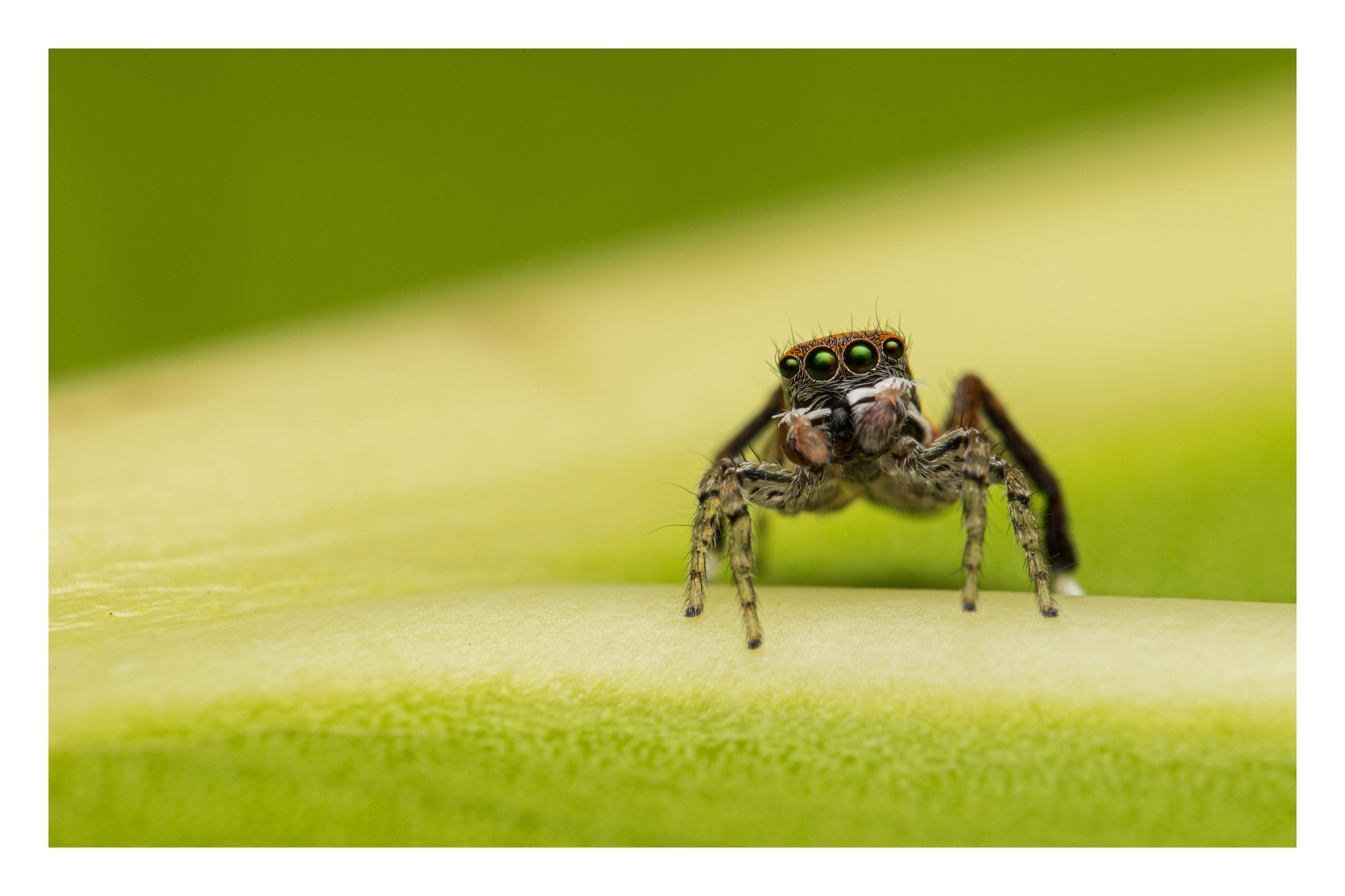 Maratus pavonis