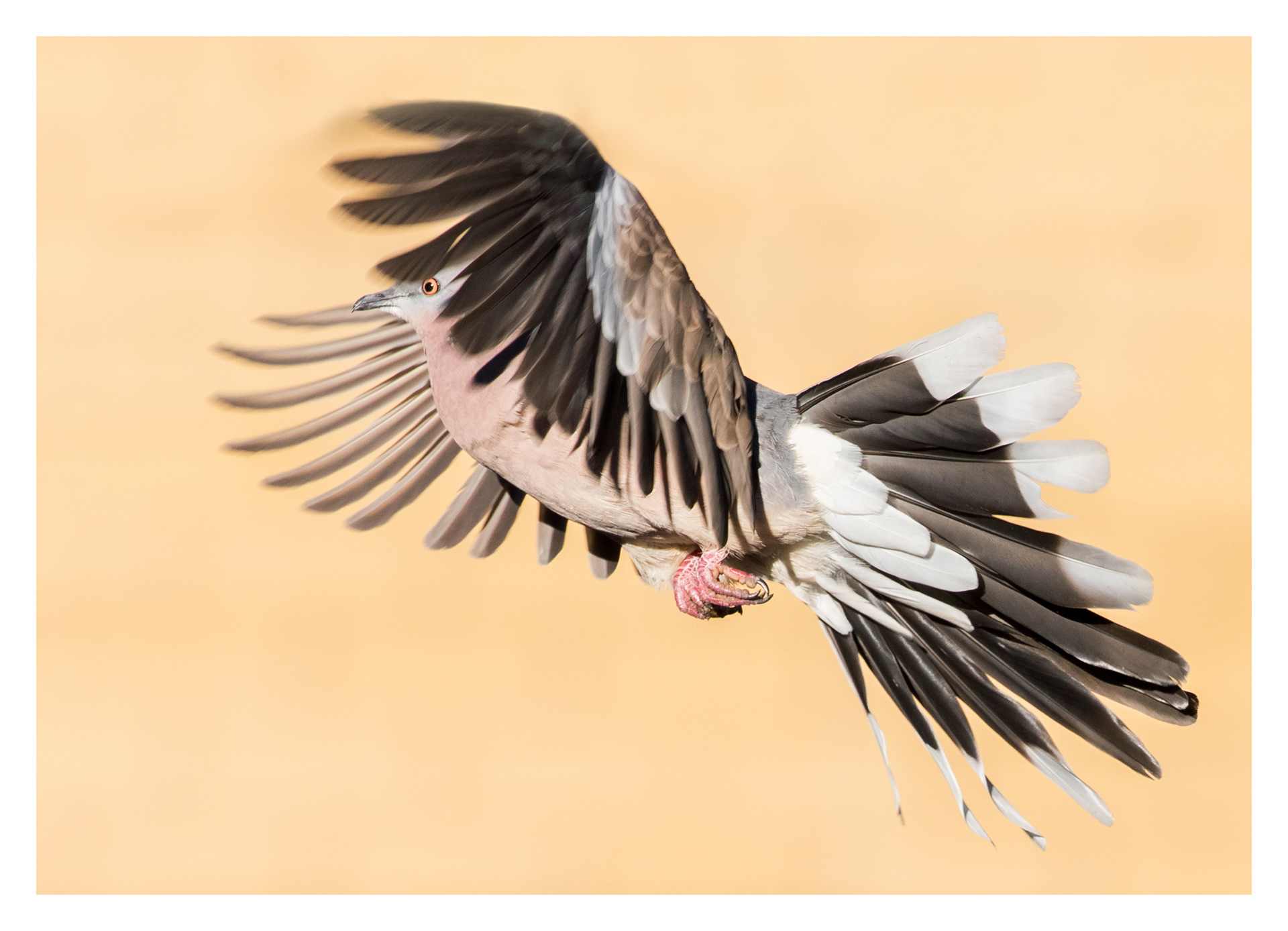 Spotted dove