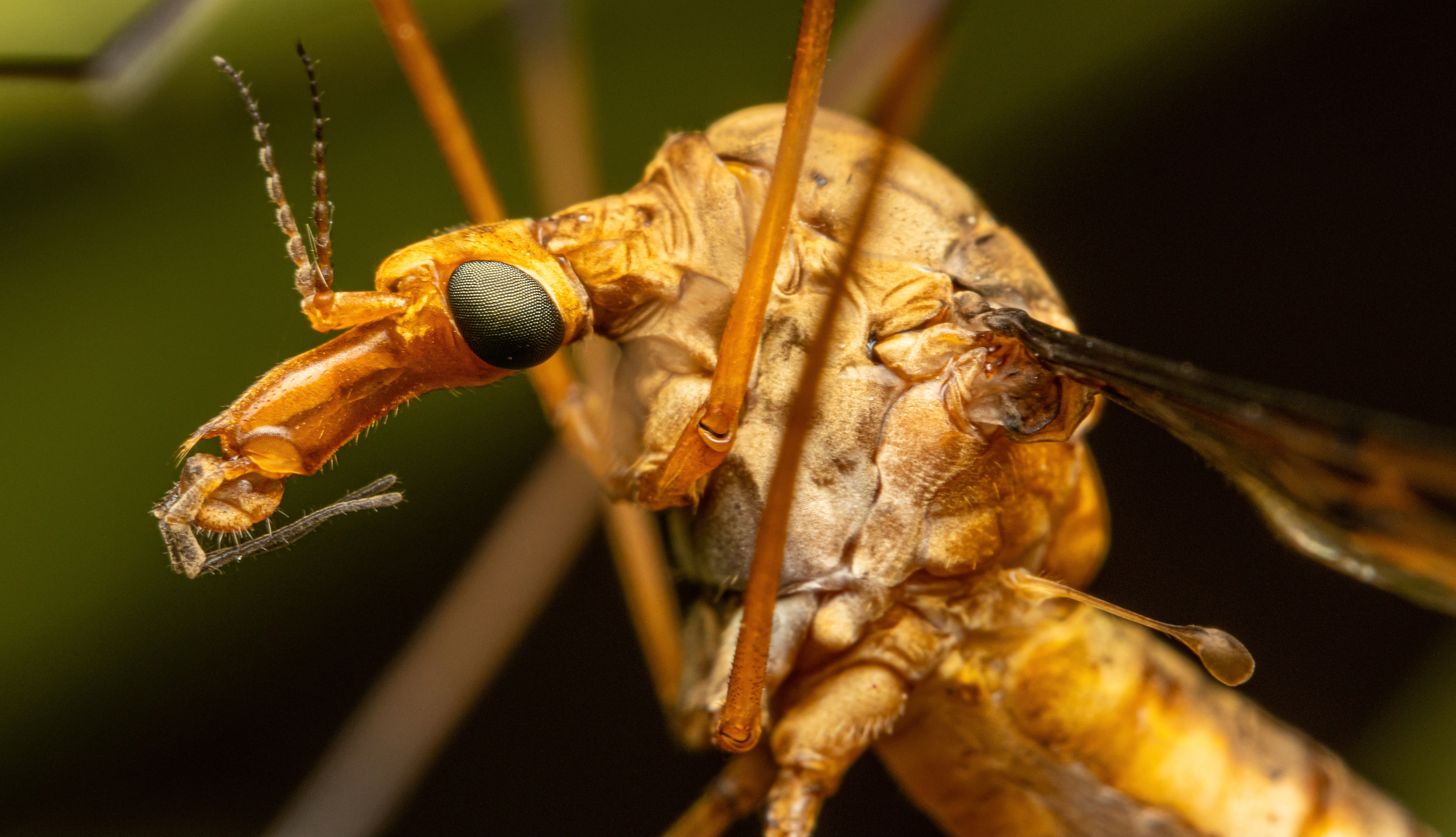 Crane fly (Leptotarsus sp. )