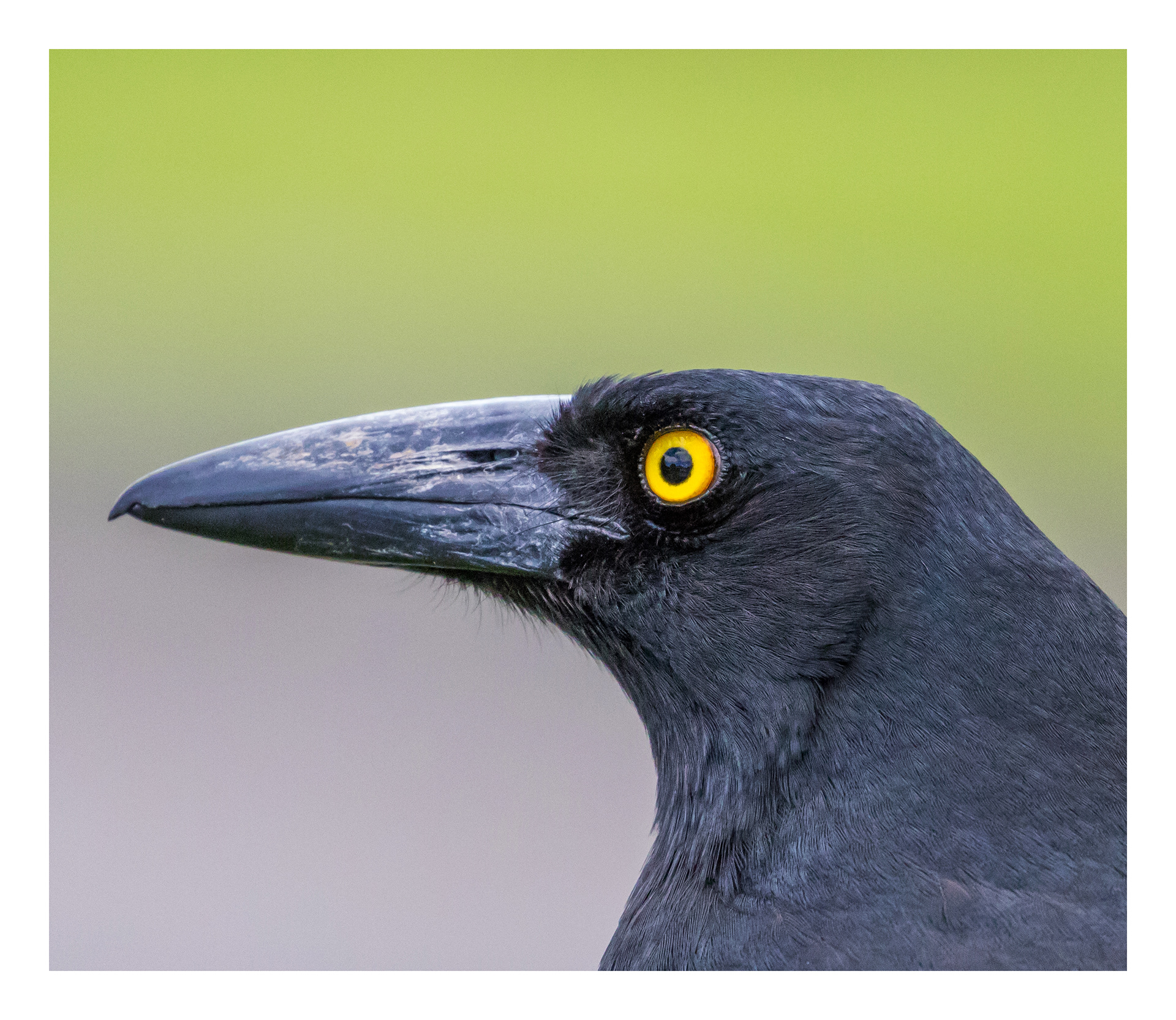 Pied currawong