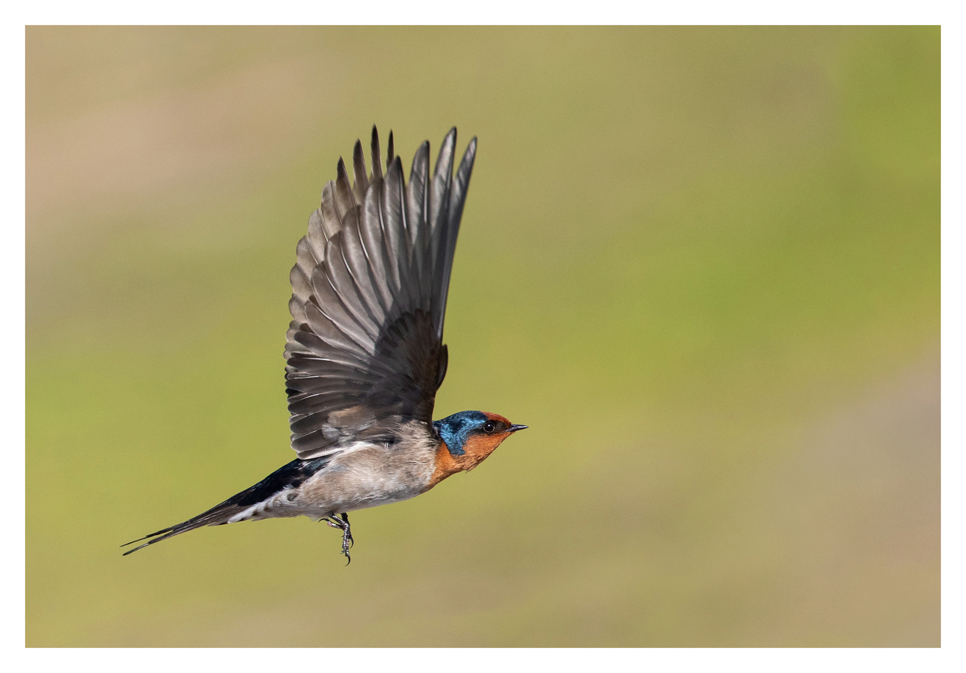 Welcome swallow