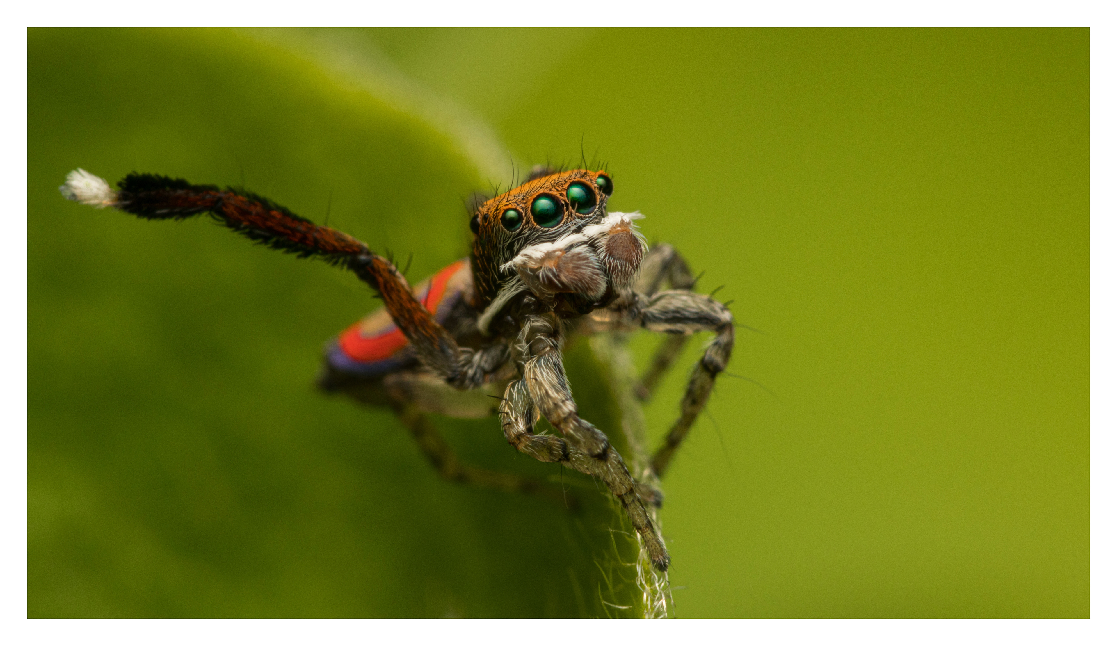 Common peacock spider