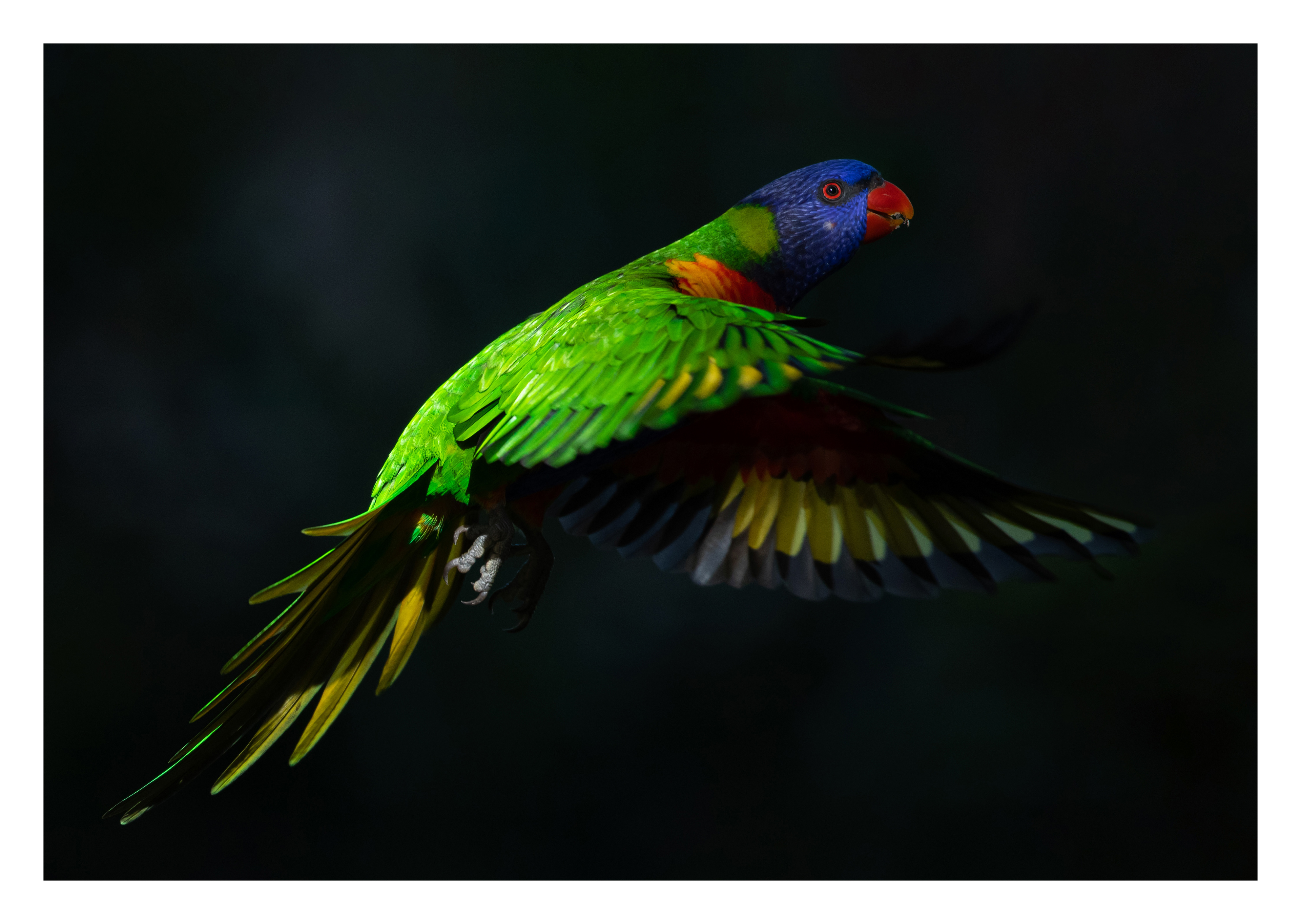 Rainbow lorikeet